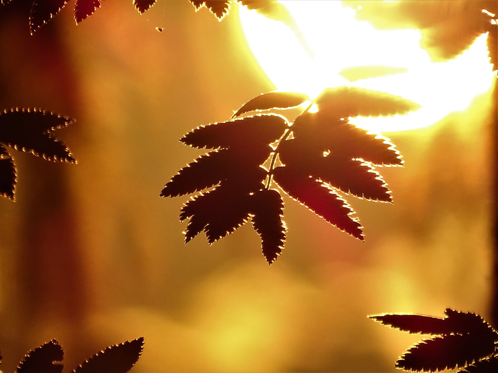 Sony Cyber-shot DSC-HX400V sample photo. Sunset, summer, leaves photography