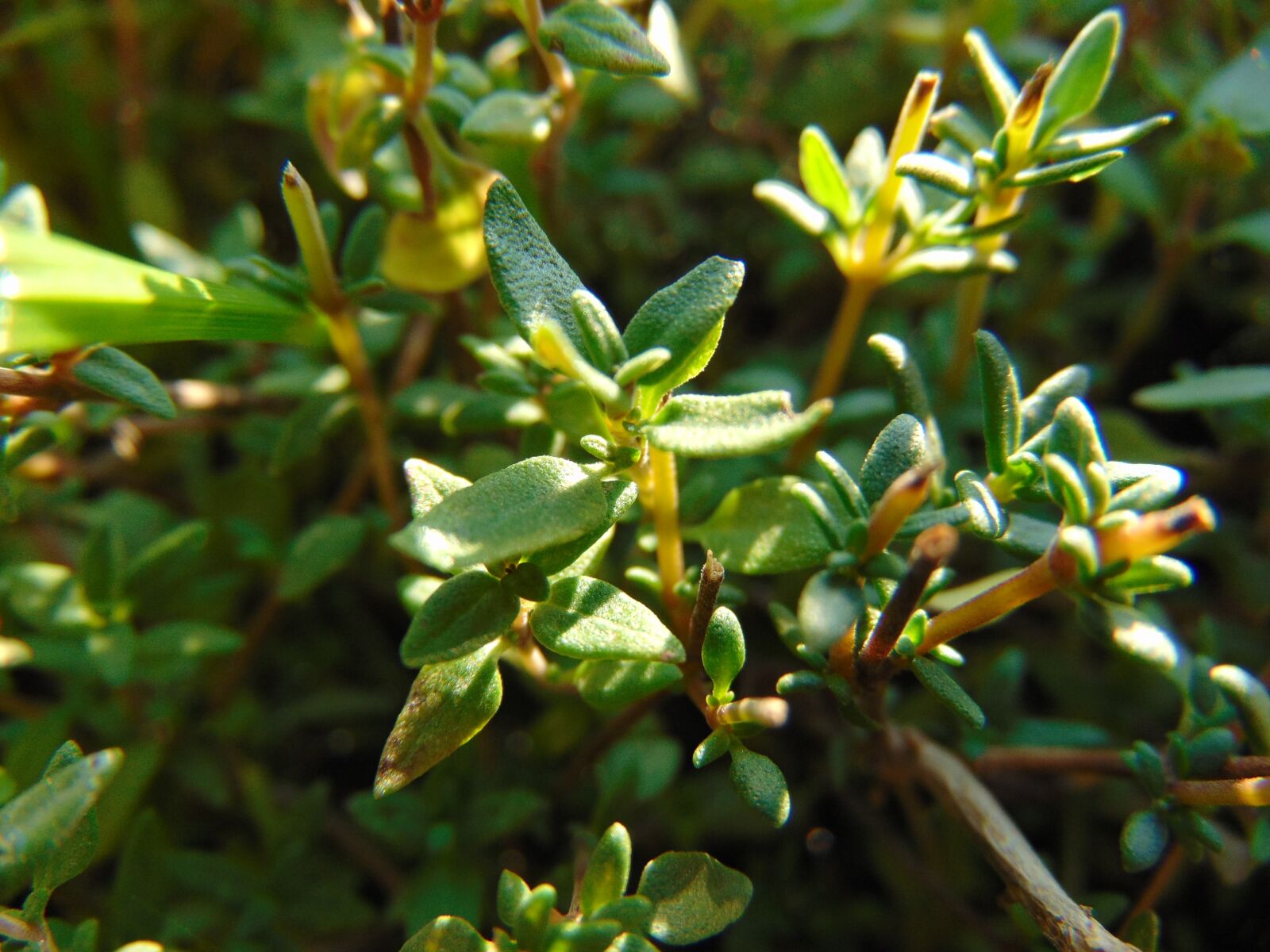 Sony Cyber-shot DSC-H300 sample photo. Thyme, spice, plant photography