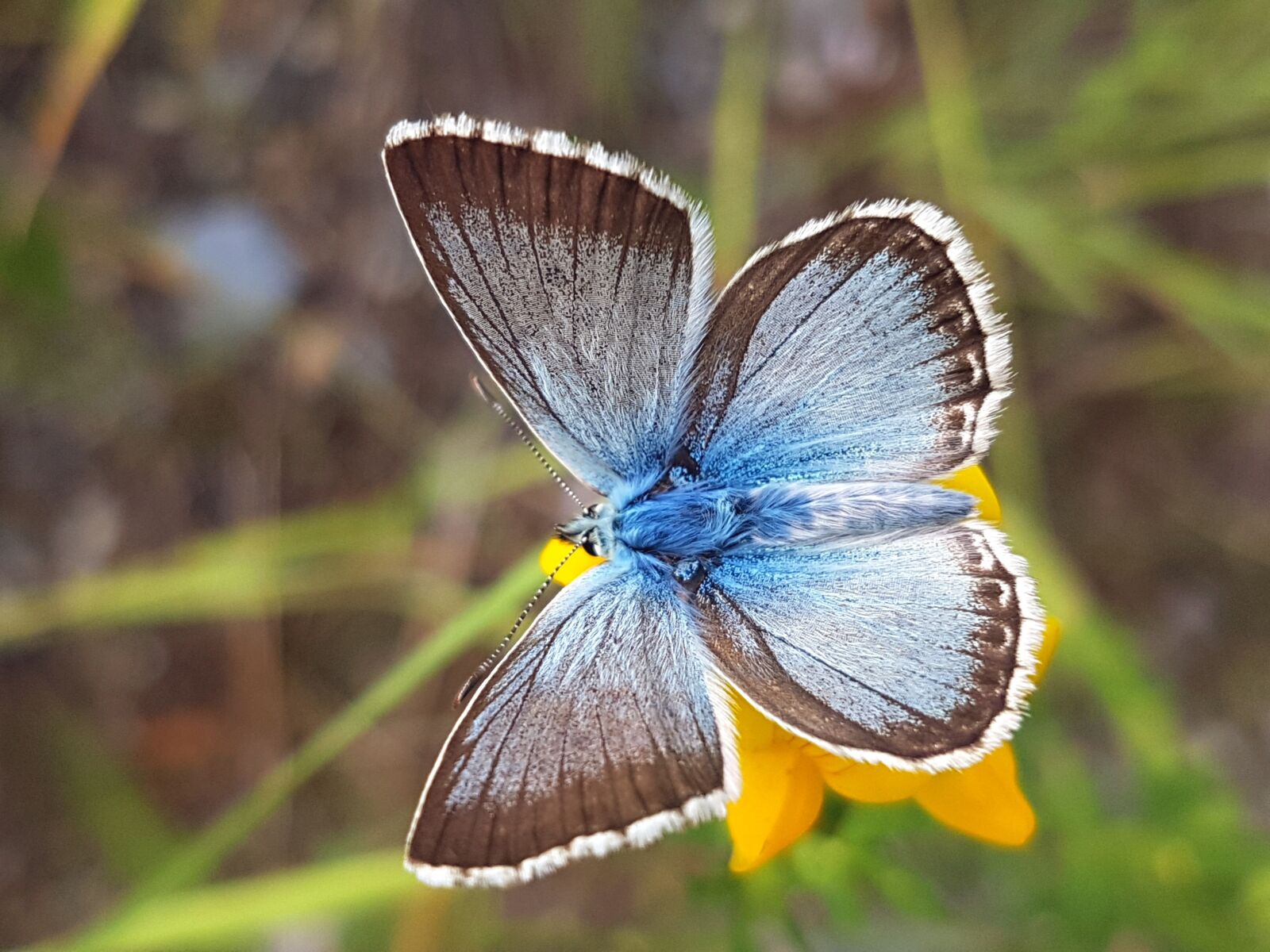 Samsung Galaxy S7 sample photo. Silver blue, butterfly, nature photography