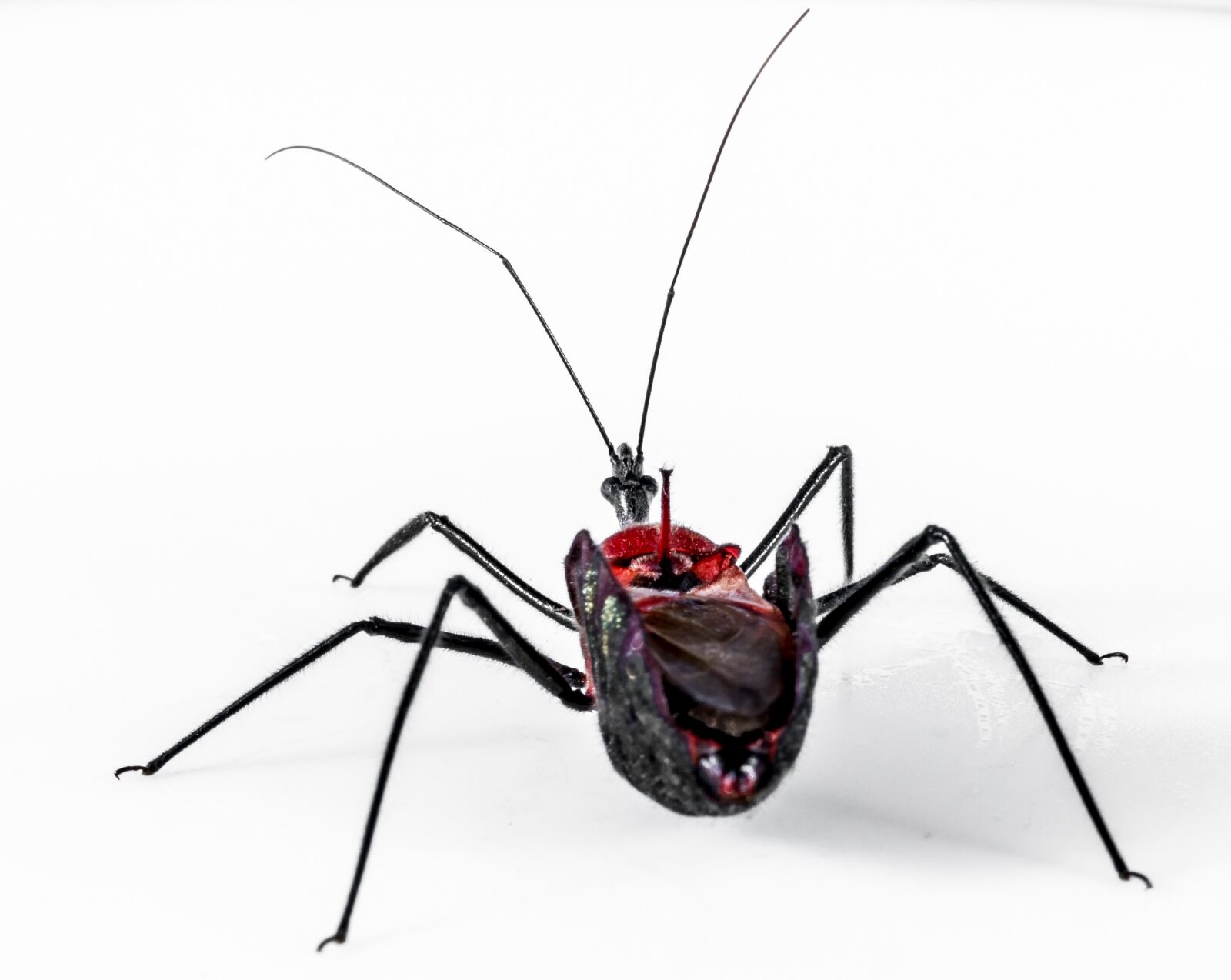Nikon D5200 sample photo. Beetle, insect, arachnid photography
