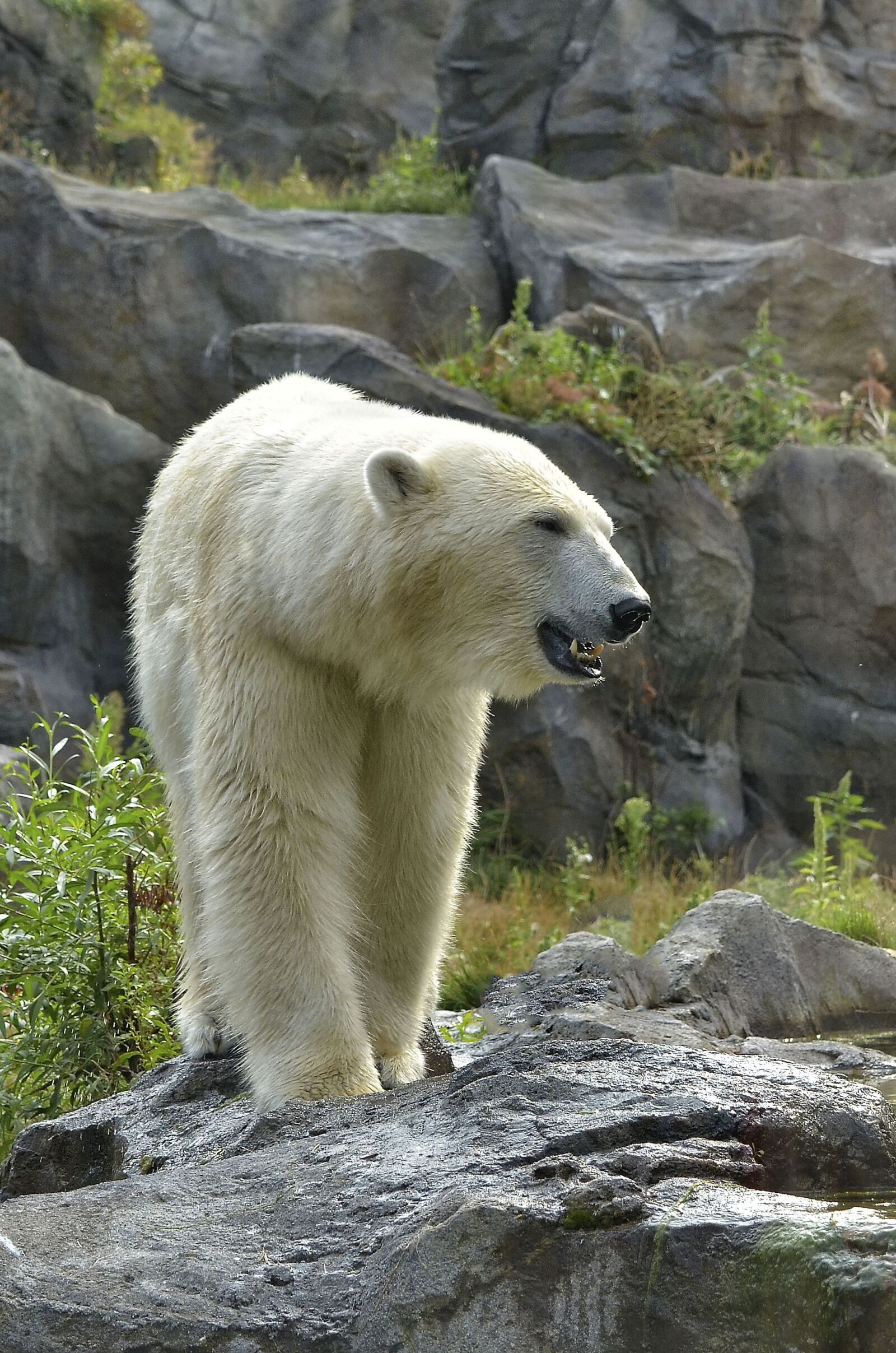 Nikon D7000 sample photo. Polar bear, zoo, fur photography