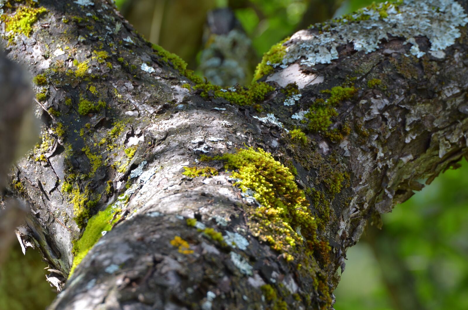 Nikon D7000 sample photo. Tree, tree bark, house photography