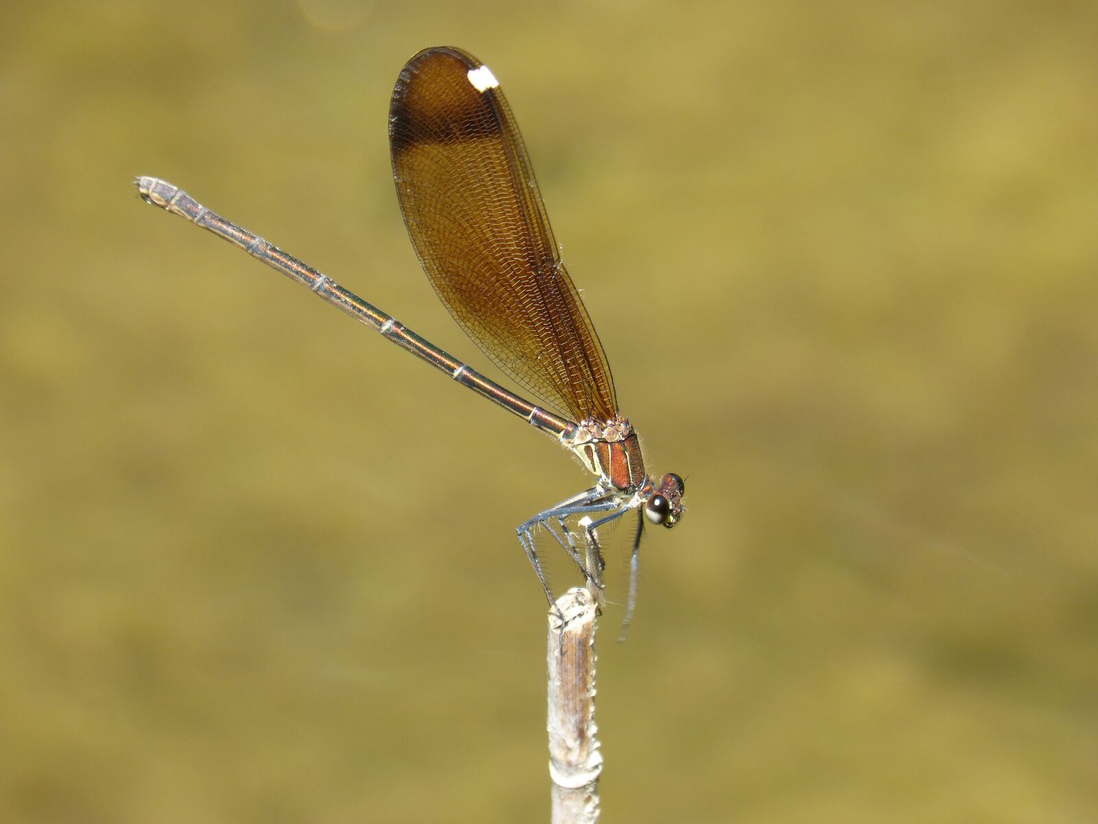Panasonic DMC-FZ62 sample photo. Dragonfly, damselfly, black dragonfly photography