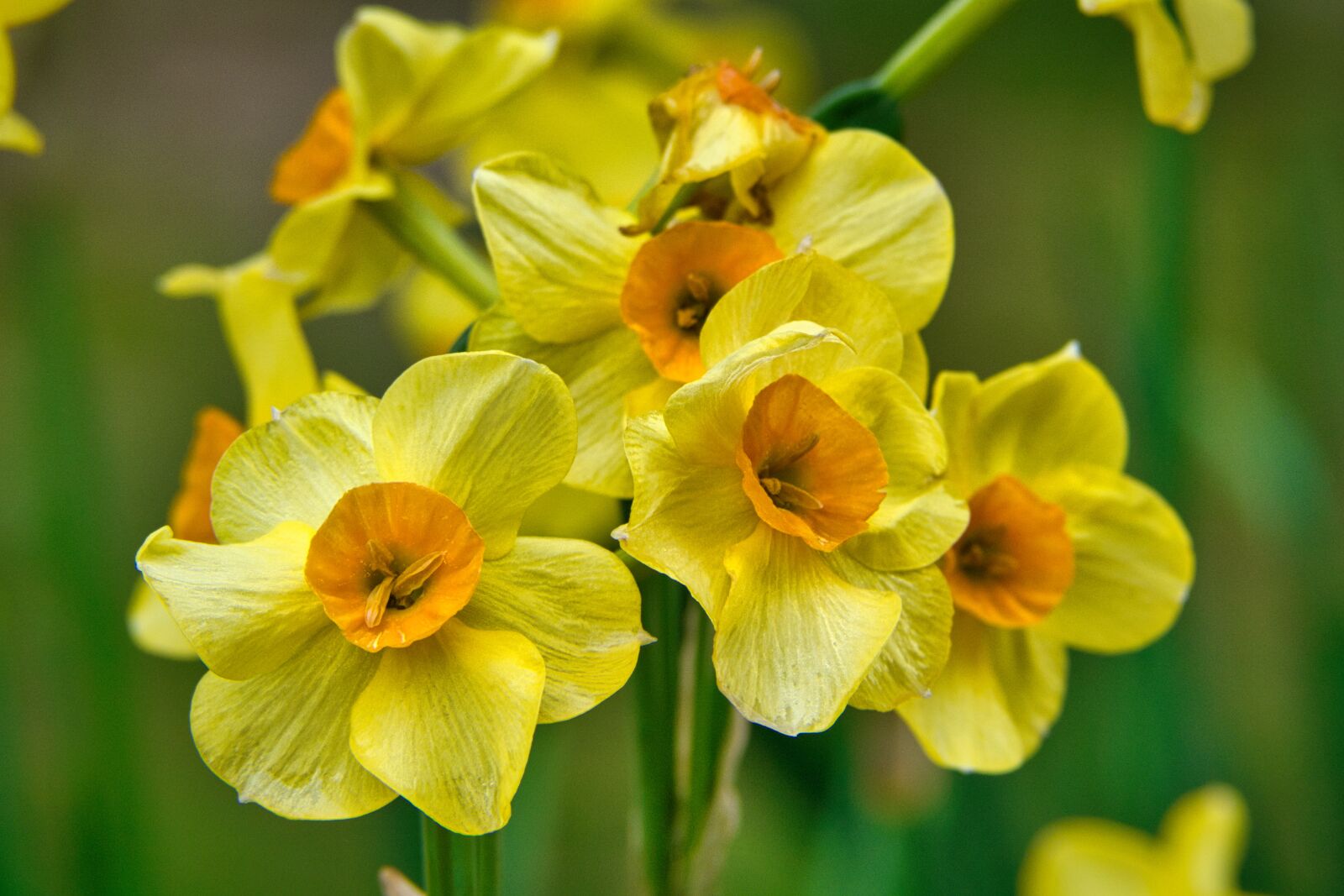 Nikon D7100 sample photo. Osterglocken, blossom, bloom photography