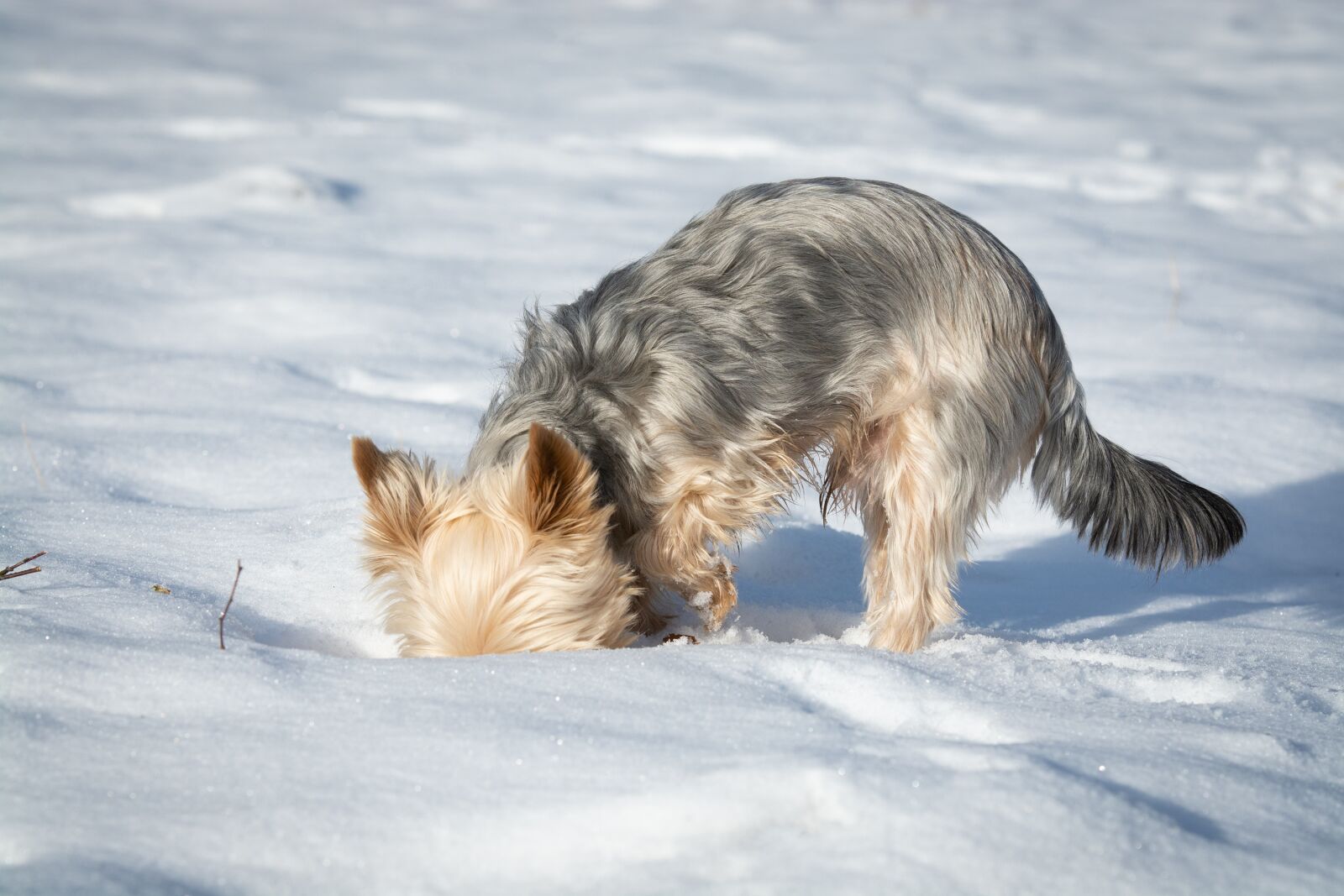 Nikon D7100 sample photo. Dog, winter, snow photography