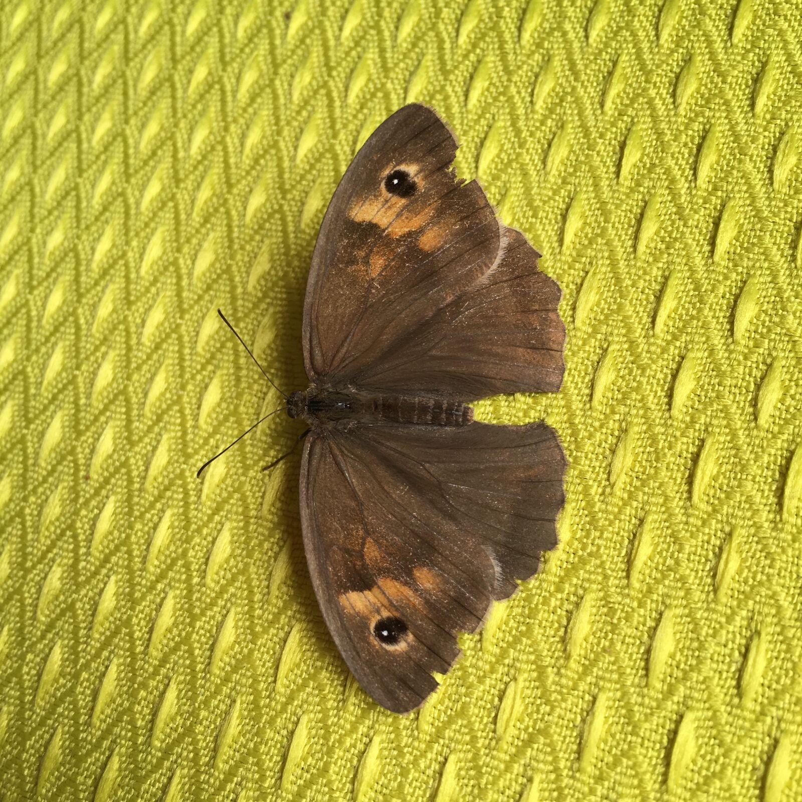 Apple iPhone 6s sample photo. Moth, insects, brown photography