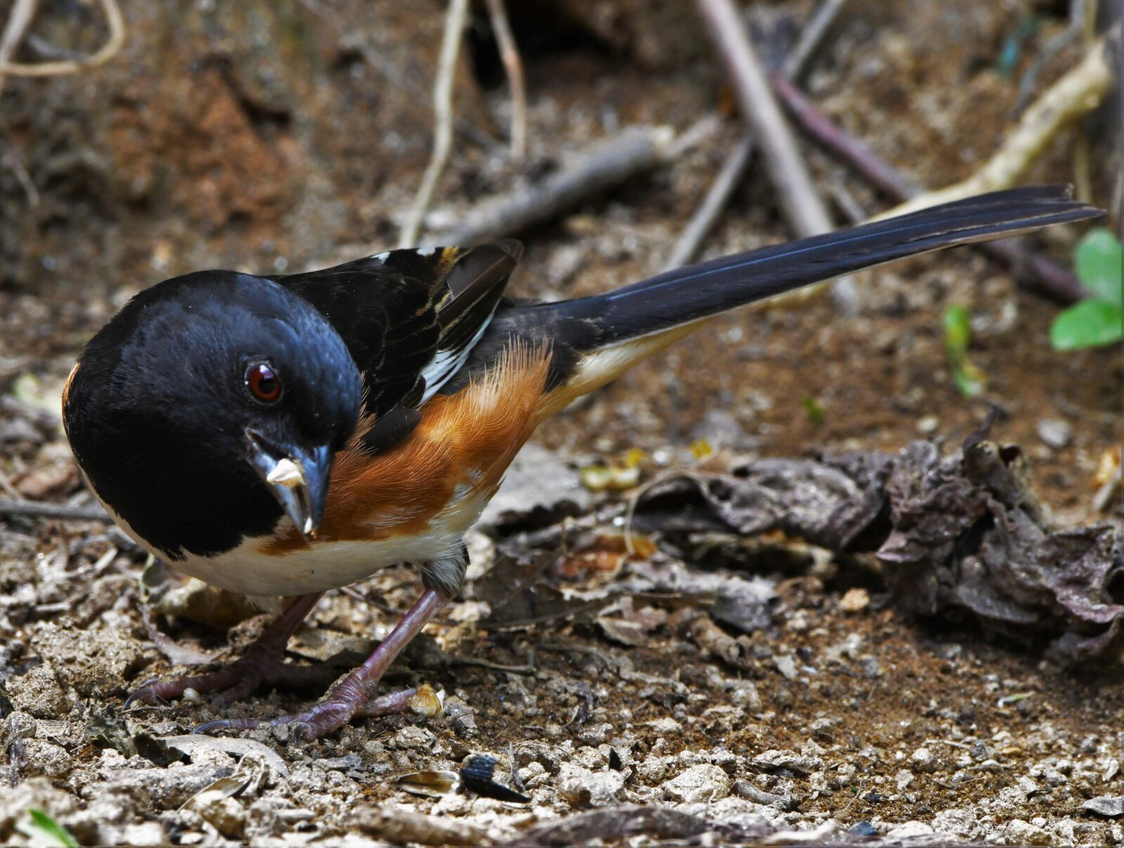 Nikon D850 sample photo. Bird, towhee, wildlife photography