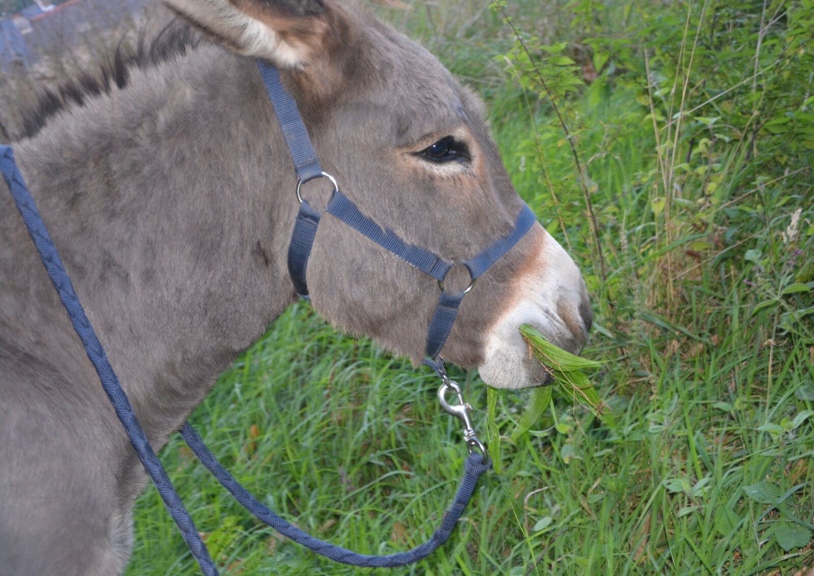 Nikon D5200 sample photo. Donkey, head, profile photography