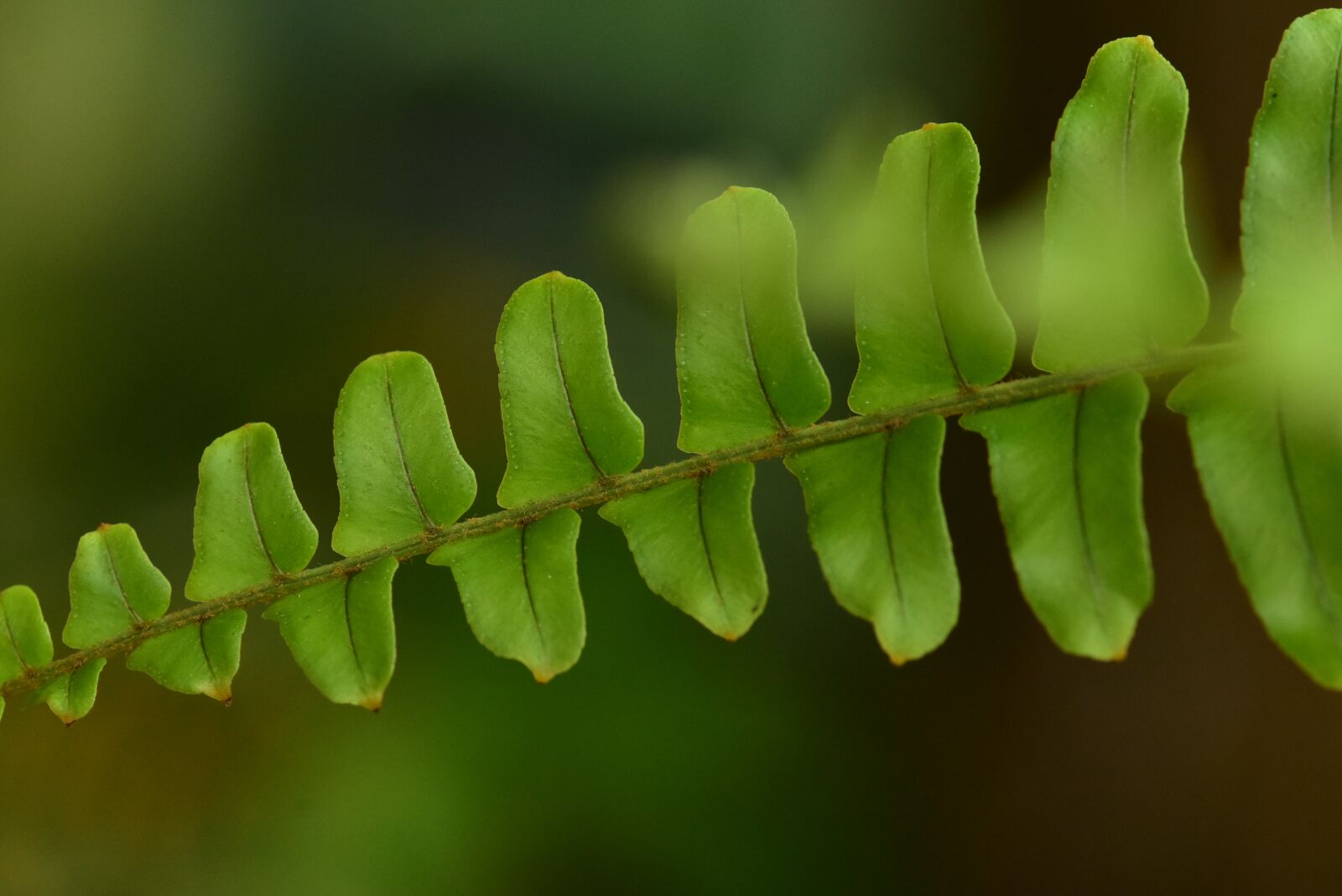 Nikon D3400 sample photo. Fern leaf, fern, green photography