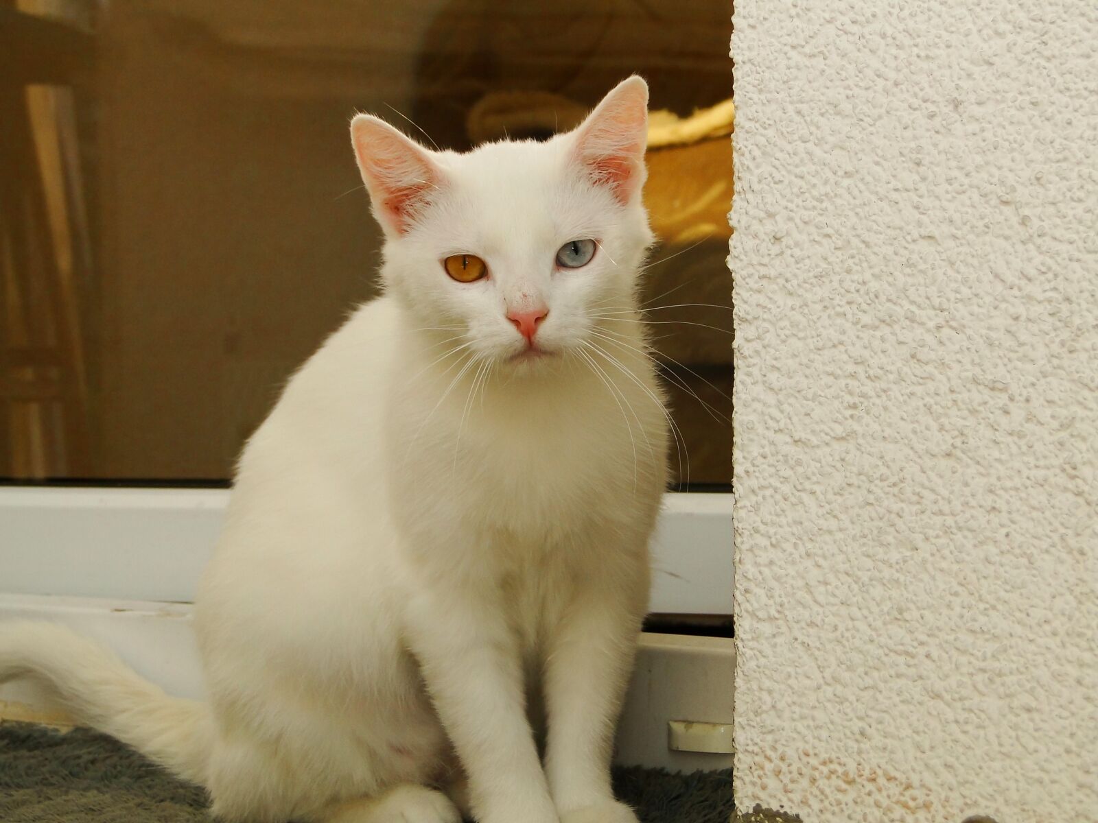 Sony Cyber-shot DSC-HX1 sample photo. Cat, animals, pets photography