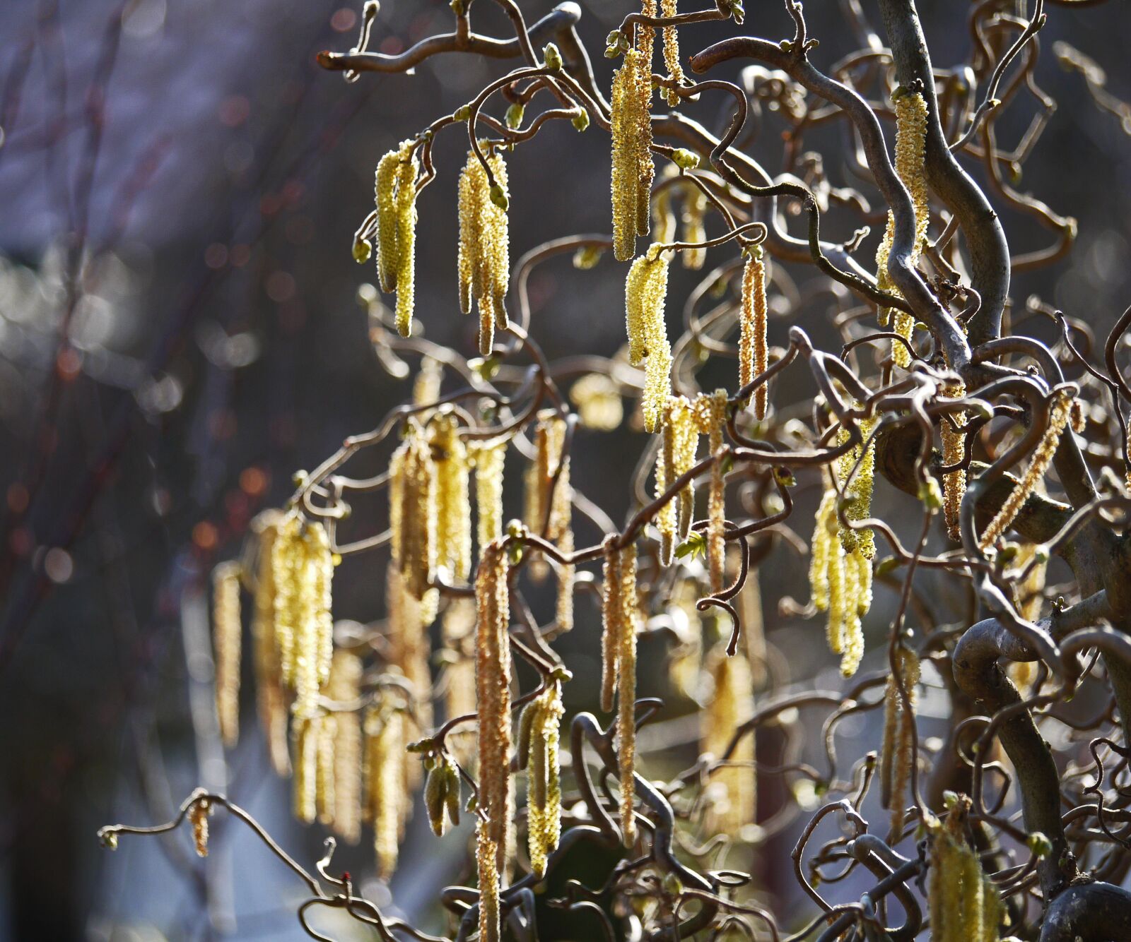 Panasonic Lumix DMC-G1 sample photo. Lamb's tail, corkscrew hazel photography