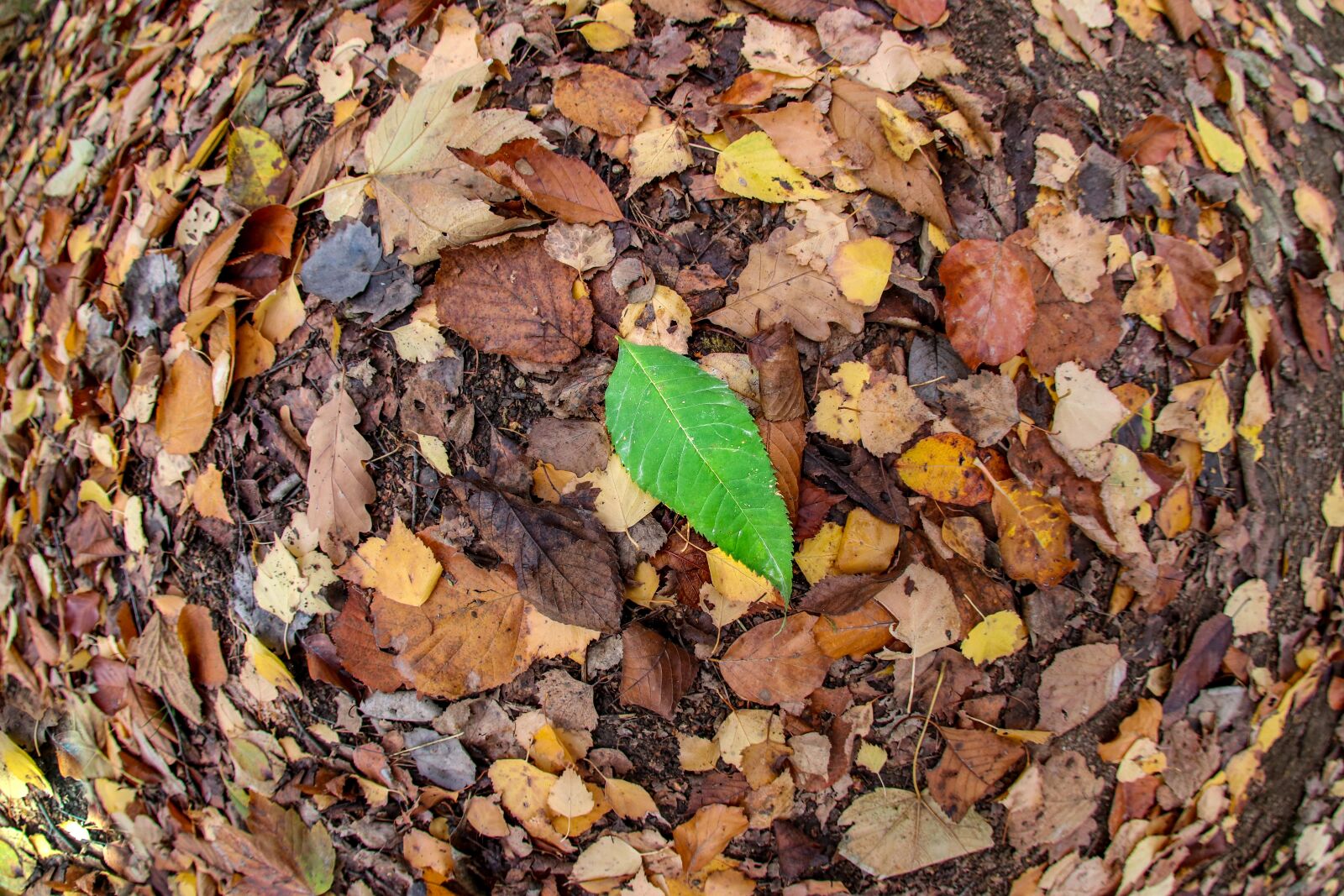 Canon EOS 80D sample photo. Leaf, autumn, fall foliage photography