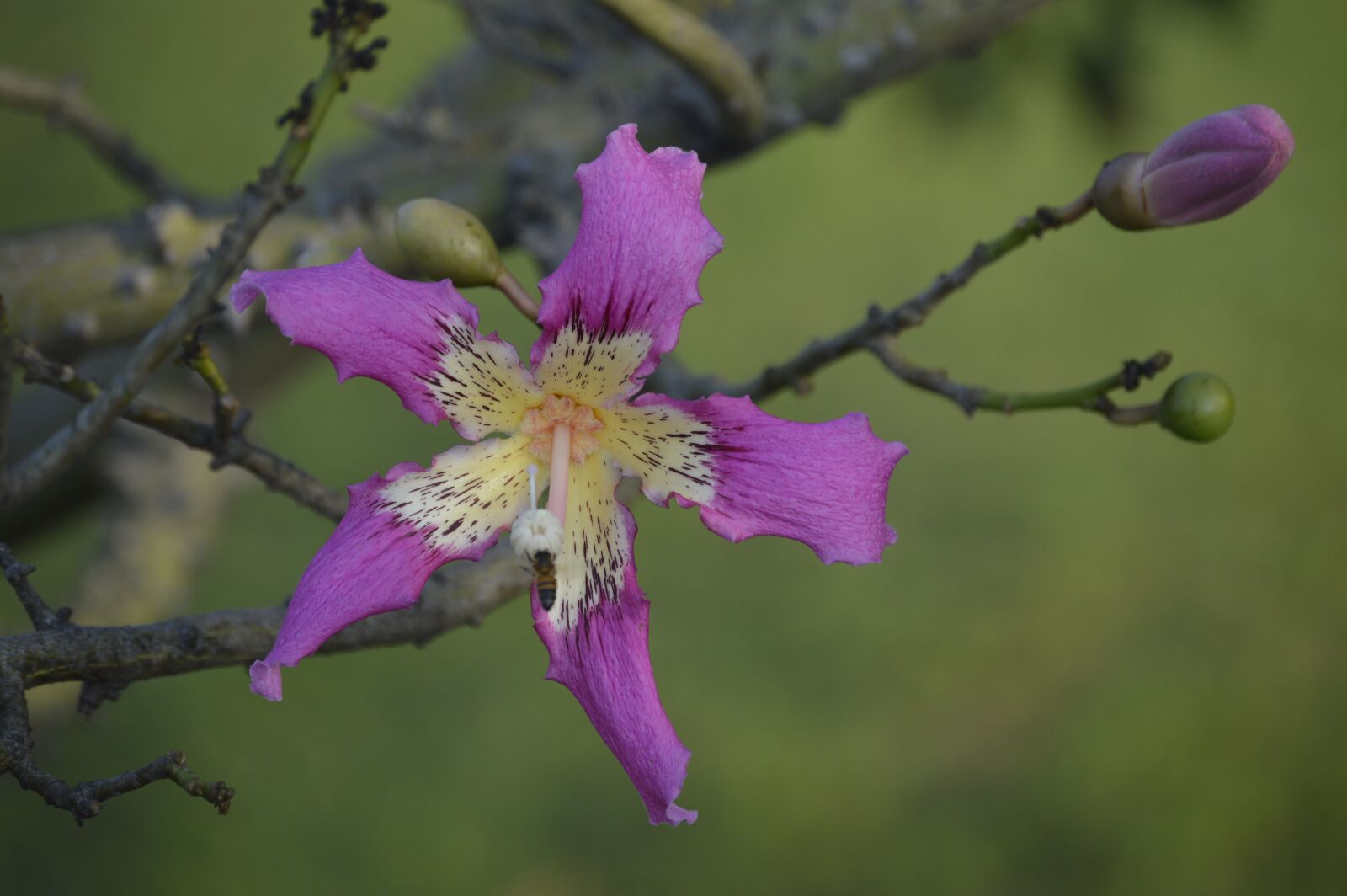 Nikon D3200 sample photo. Flowers, plant, botany photography