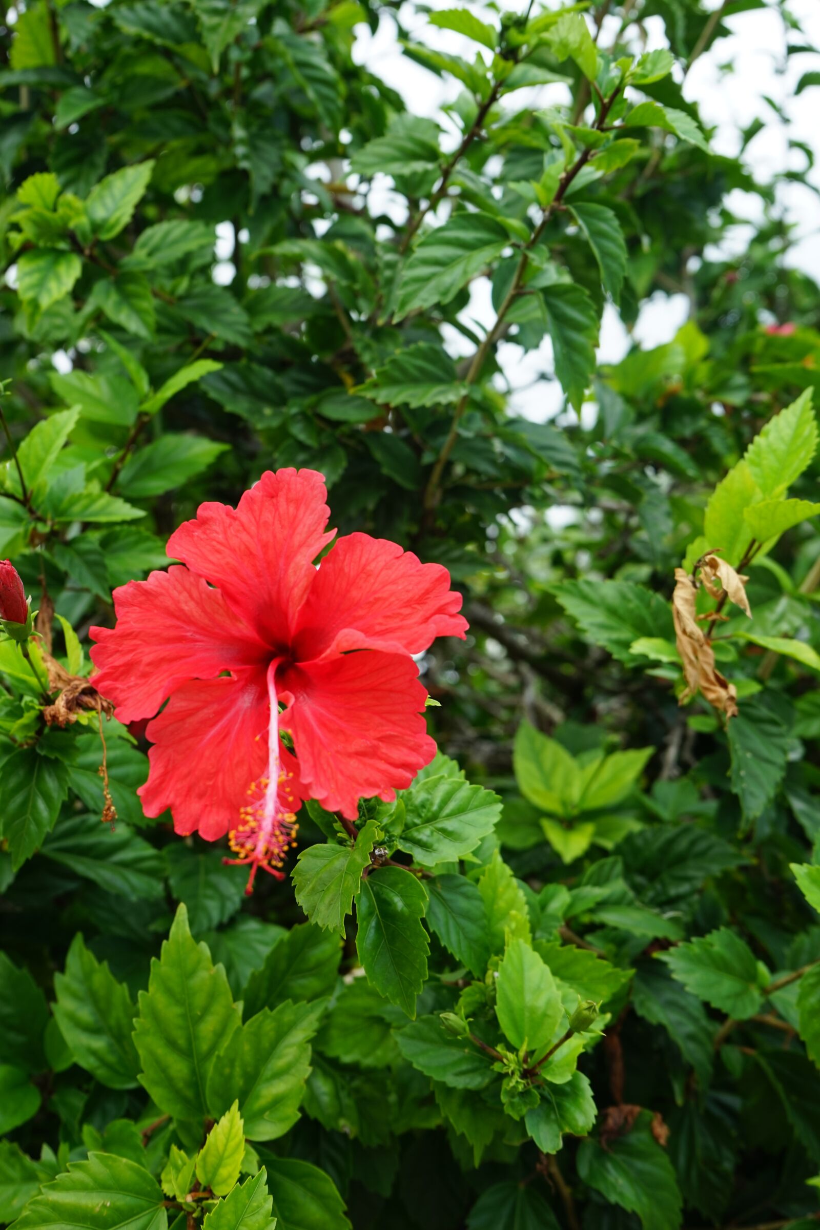 Sony a7 + Sony FE 28-70mm F3.5-5.6 OSS sample photo. Tropical, flower, blossom photography
