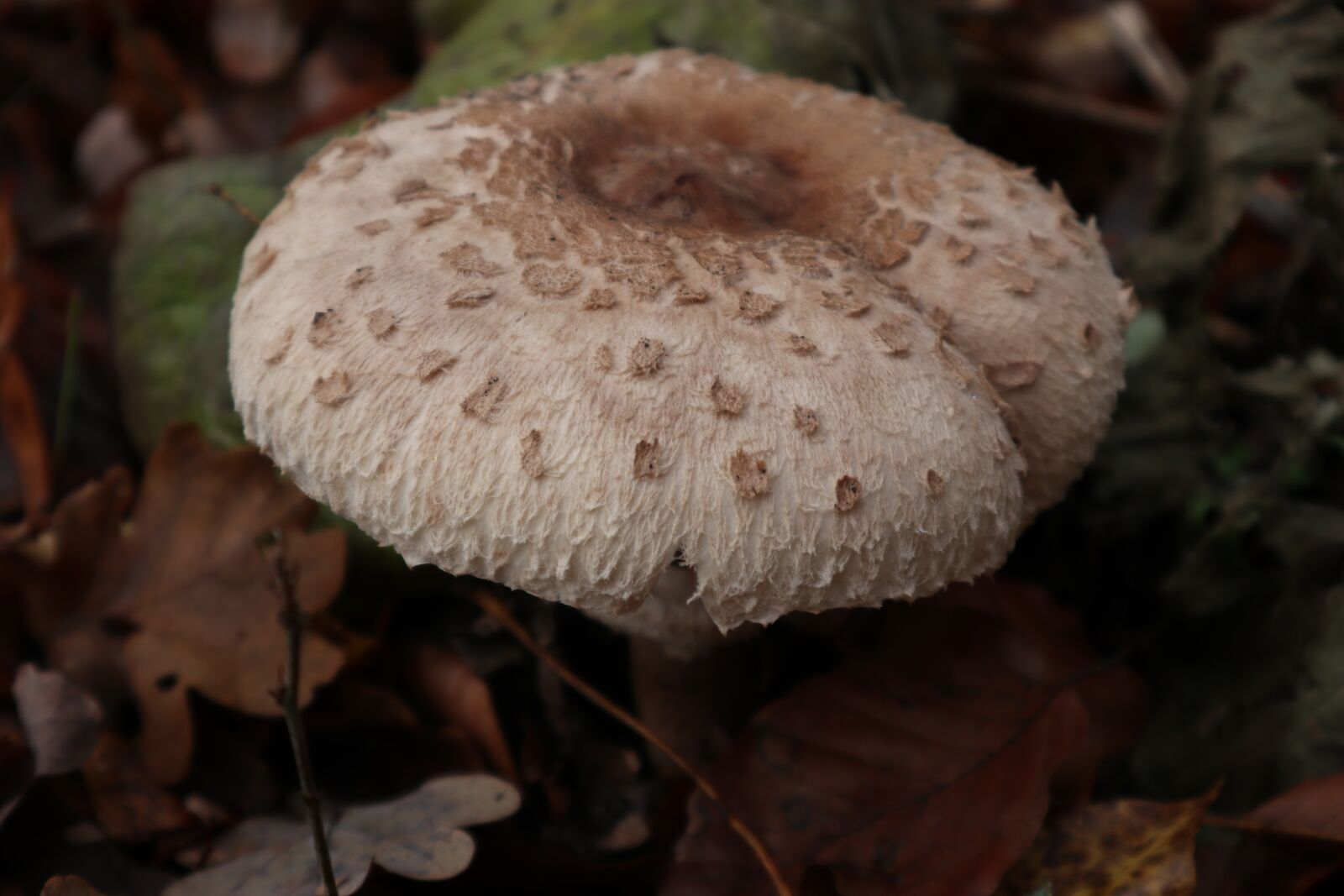 Canon EOS M100 sample photo. Mushroom, brown, forest photography