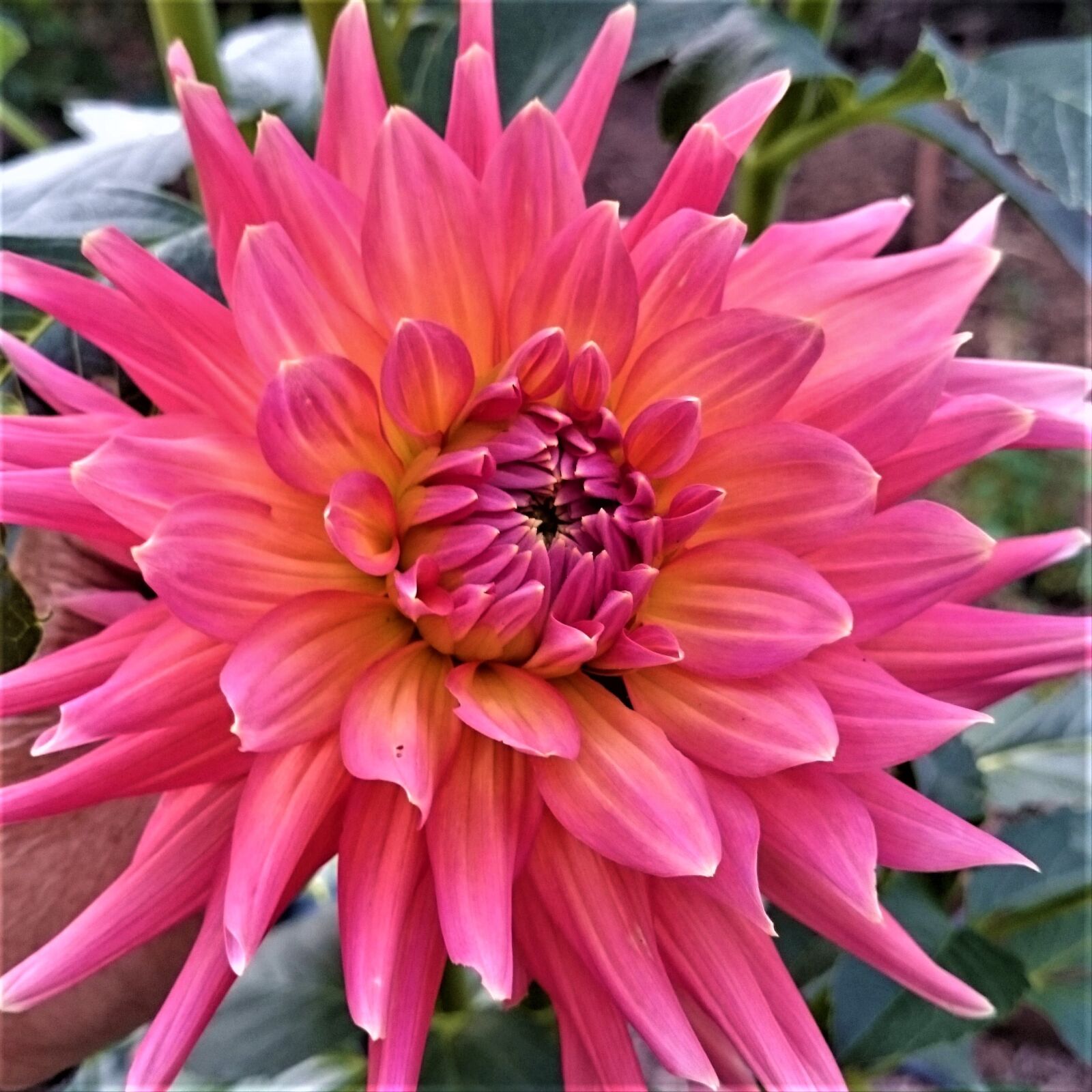 Sony Xperia Z1 sample photo. Flower, pink, blossom photography