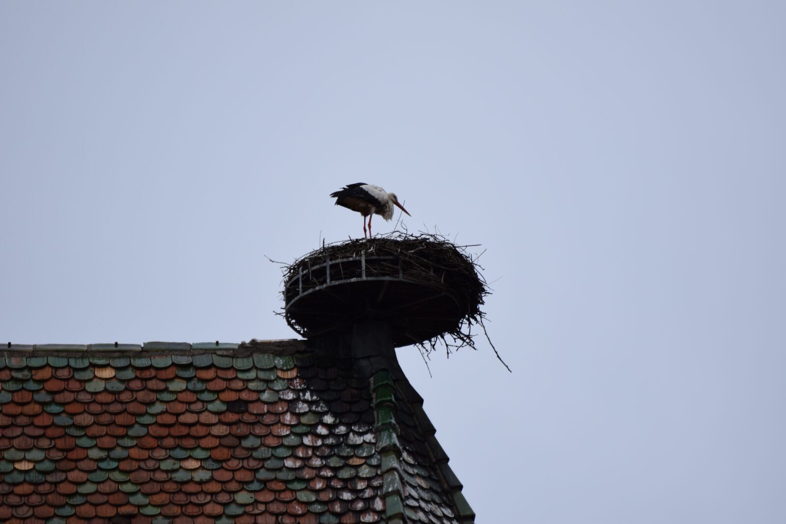 Nikon D3300 sample photo. Alsace, nature, nest photography