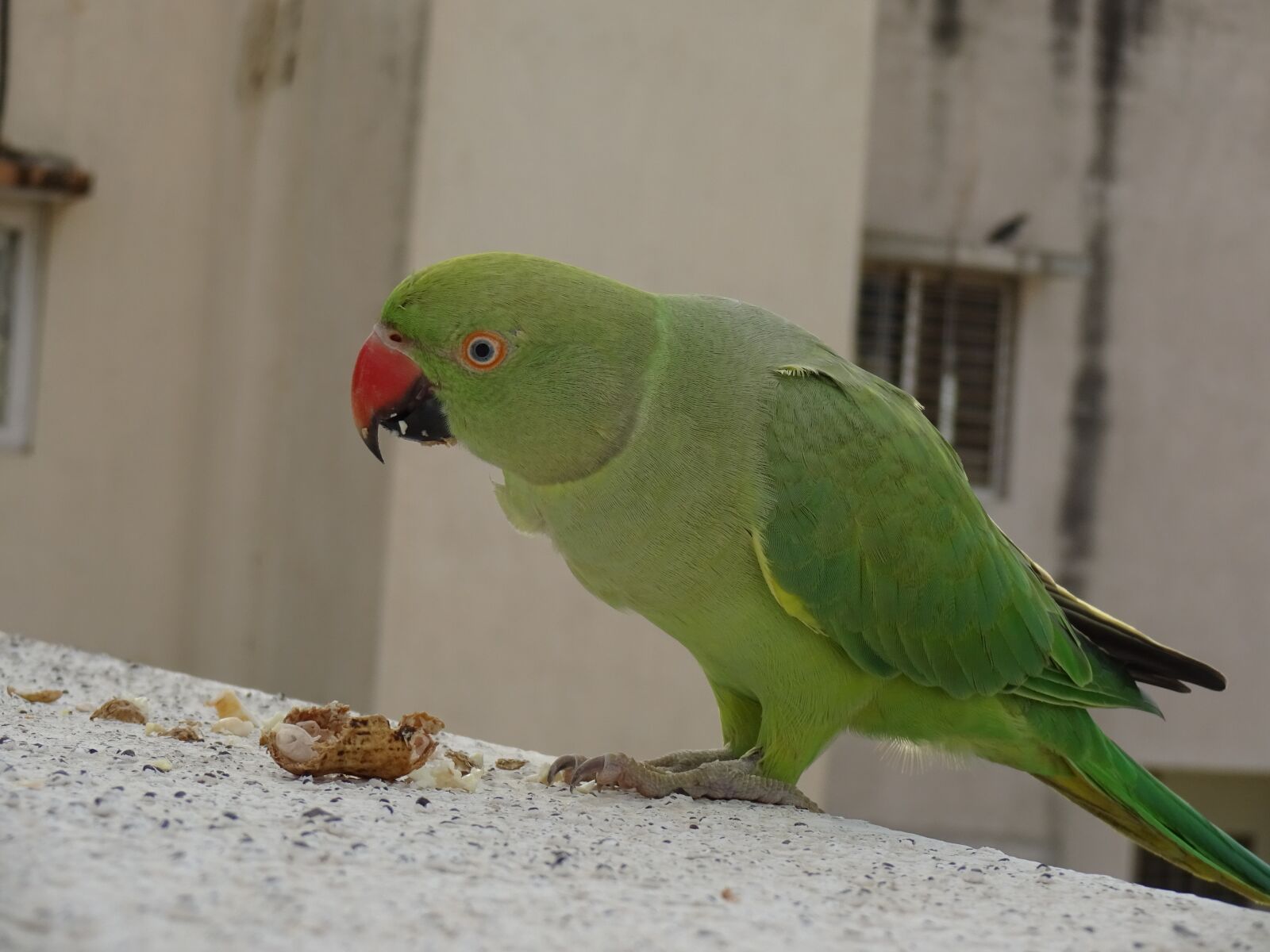 Sony Cyber-shot DSC-WX220 sample photo. Daytime, eating, parrot photography
