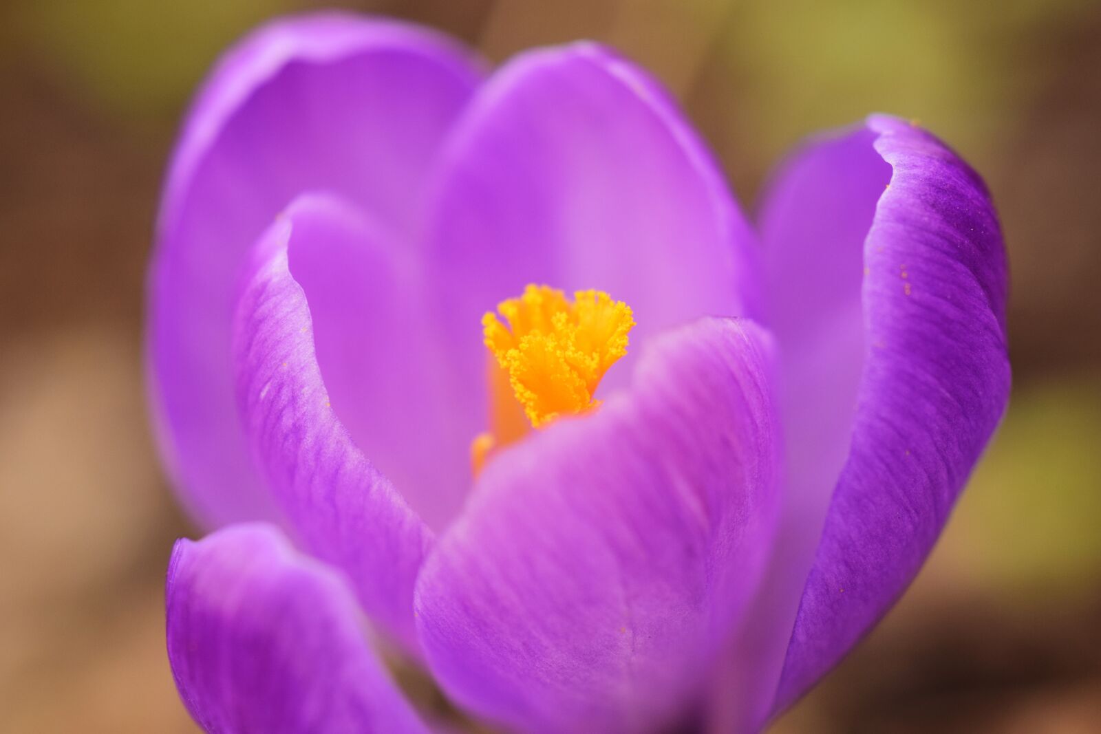 Nikon D3300 sample photo. Crocus, blossom, bloom photography