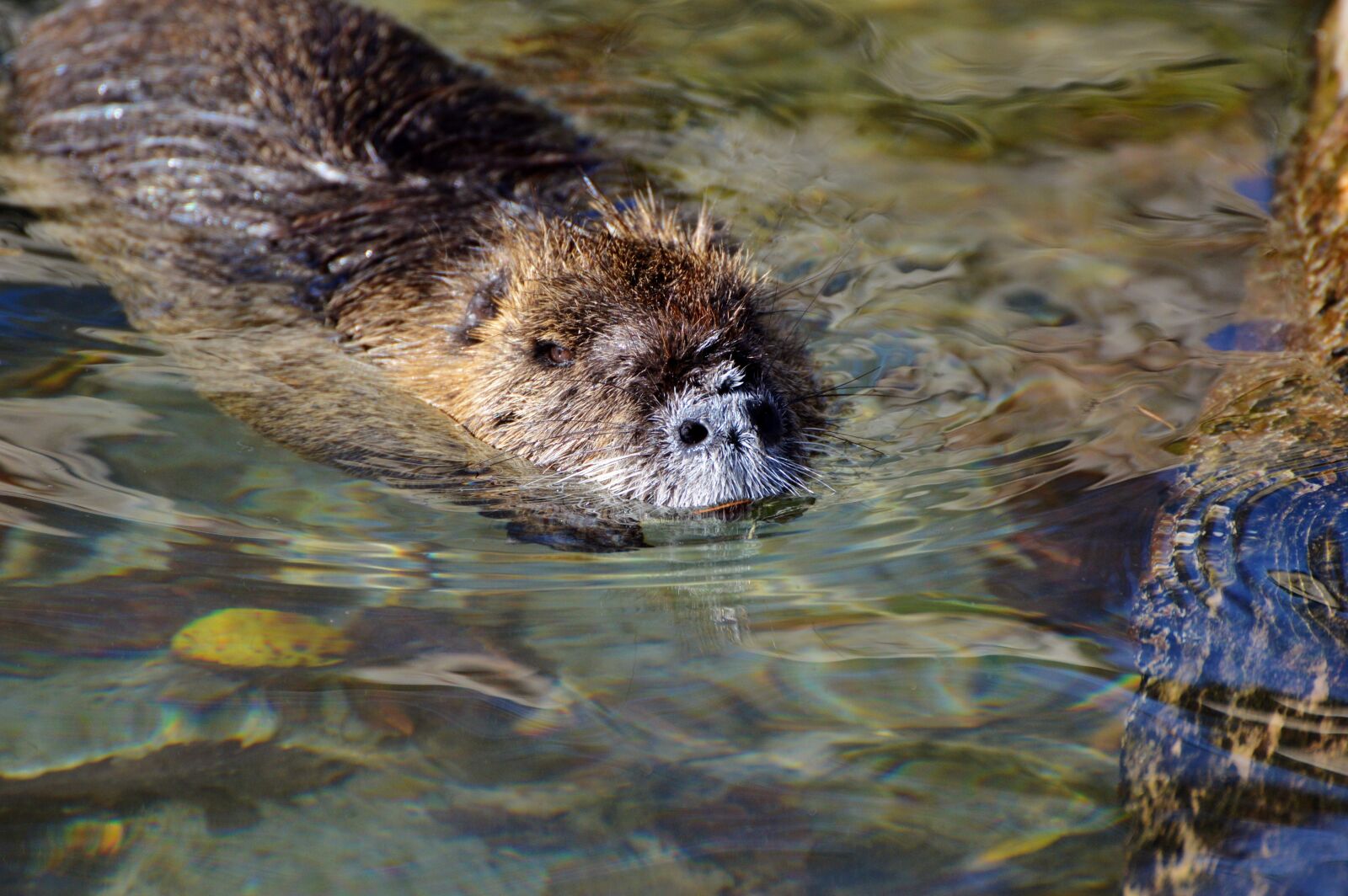 Nikon D3200 sample photo. Nutria, rodent, water rat photography