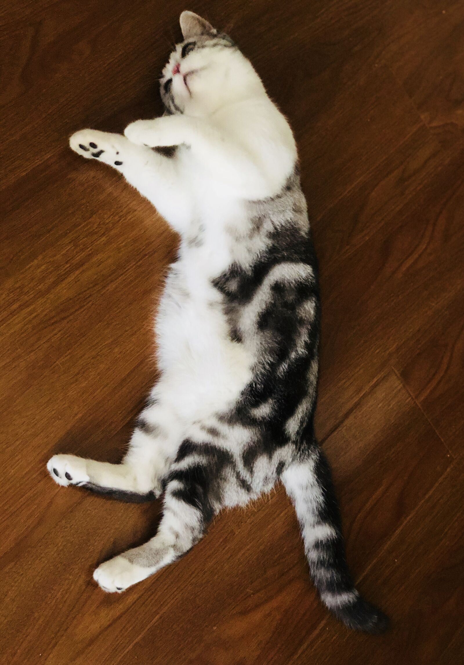 iPhone X back dual camera 6mm f/2.4 sample photo. Cat, kitty, kitten photography