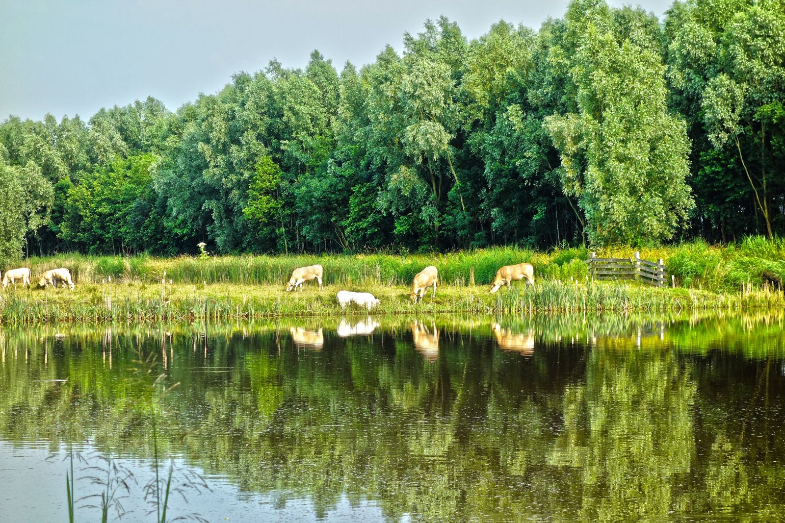 Sony Cyber-shot DSC-RX100 sample photo. Animal, cattle, cows photography