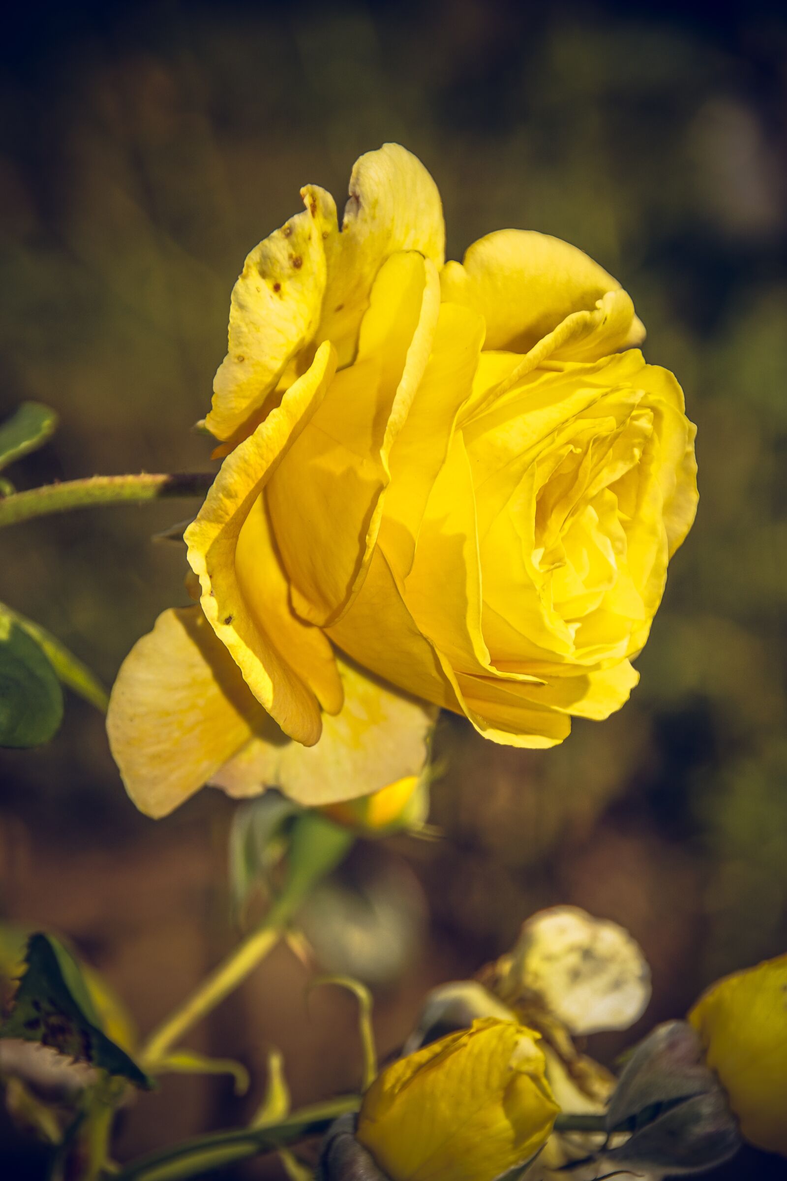 Sony ILCA-77M2 sample photo. Rose, blossom, bloom photography