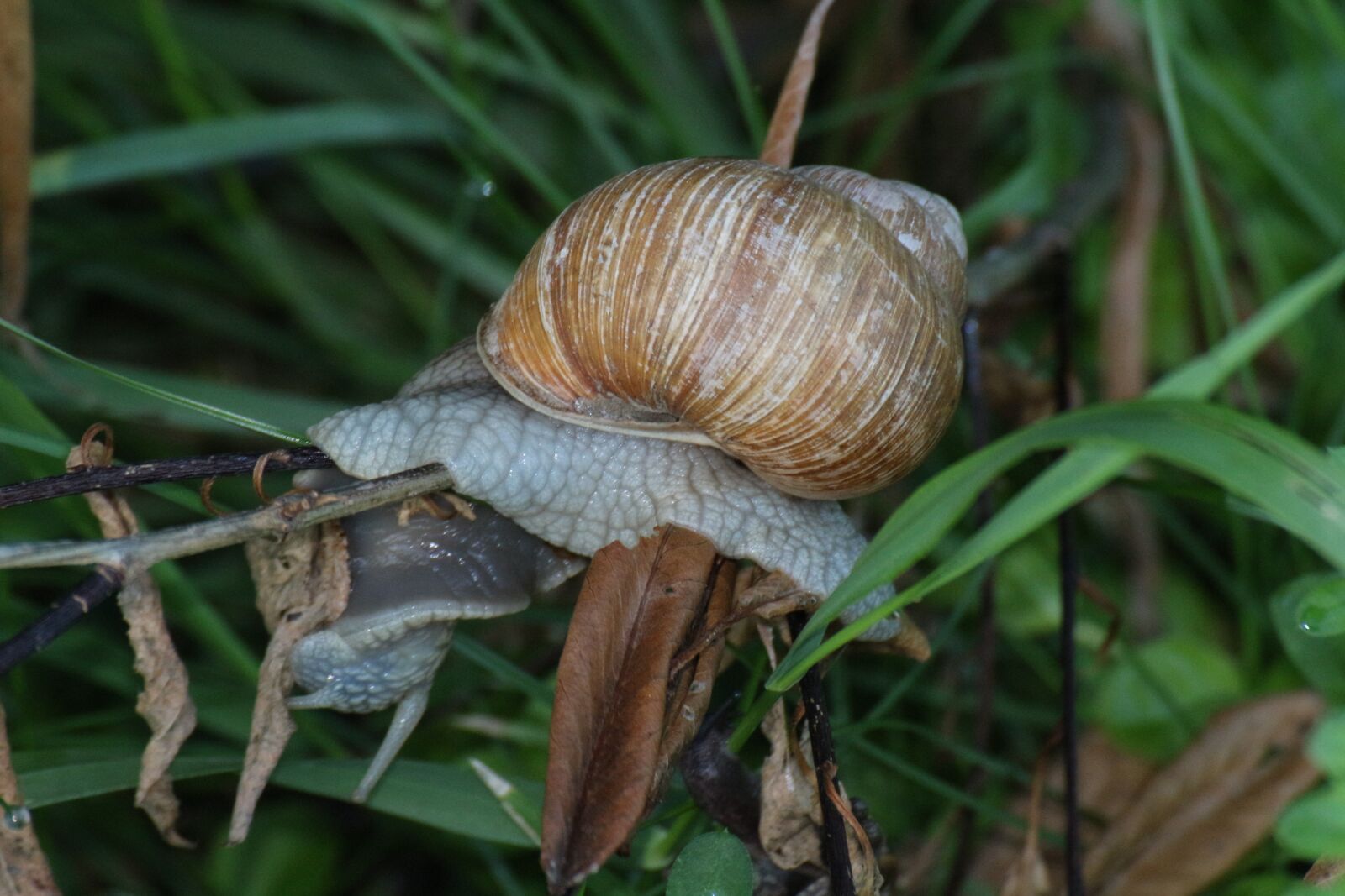 Canon EOS 100D (EOS Rebel SL1 / EOS Kiss X7) sample photo. Snail, grass, conch photography