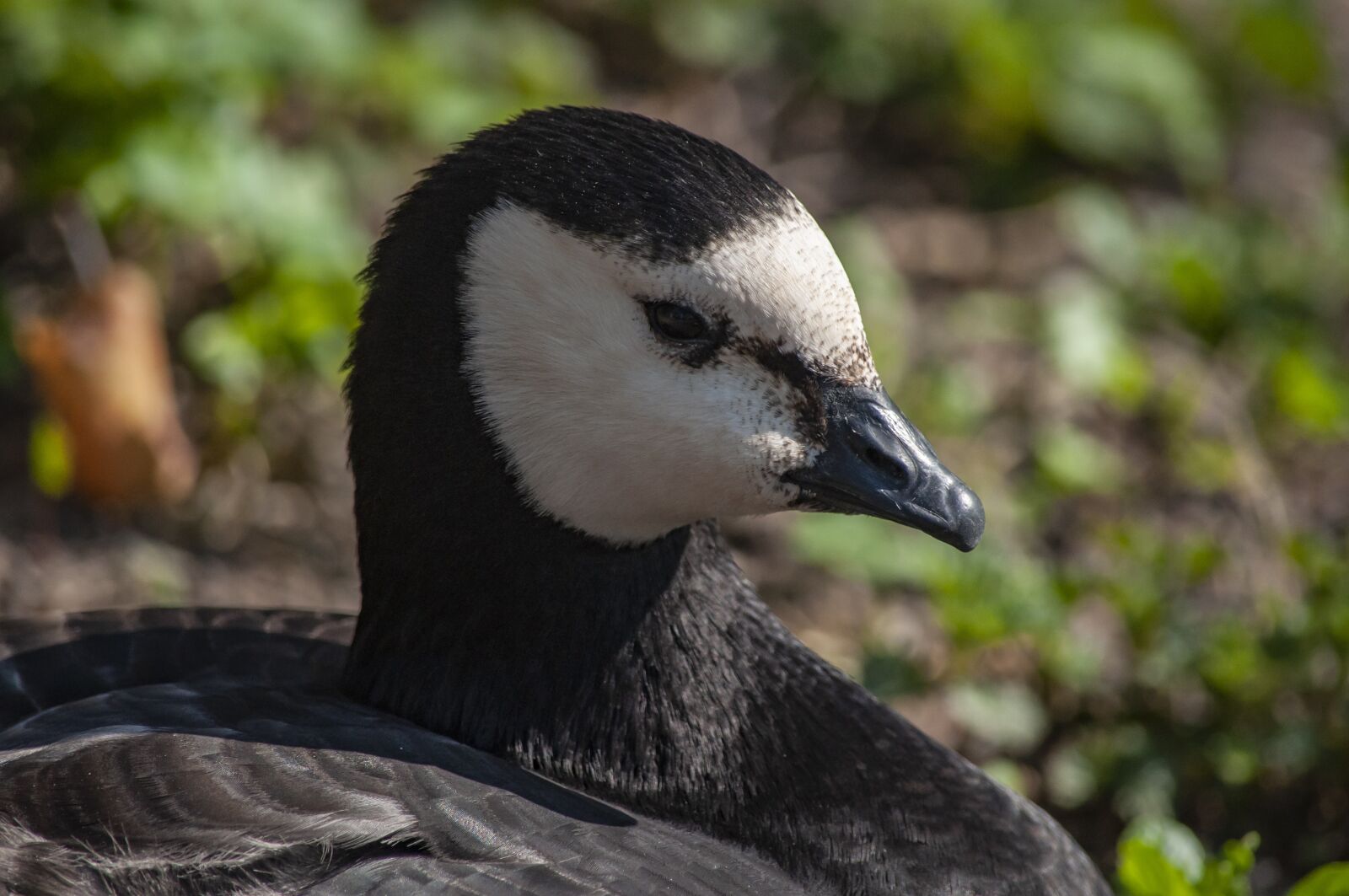 Nikon D5000 sample photo. Canada goose, waterfowl, animal photography