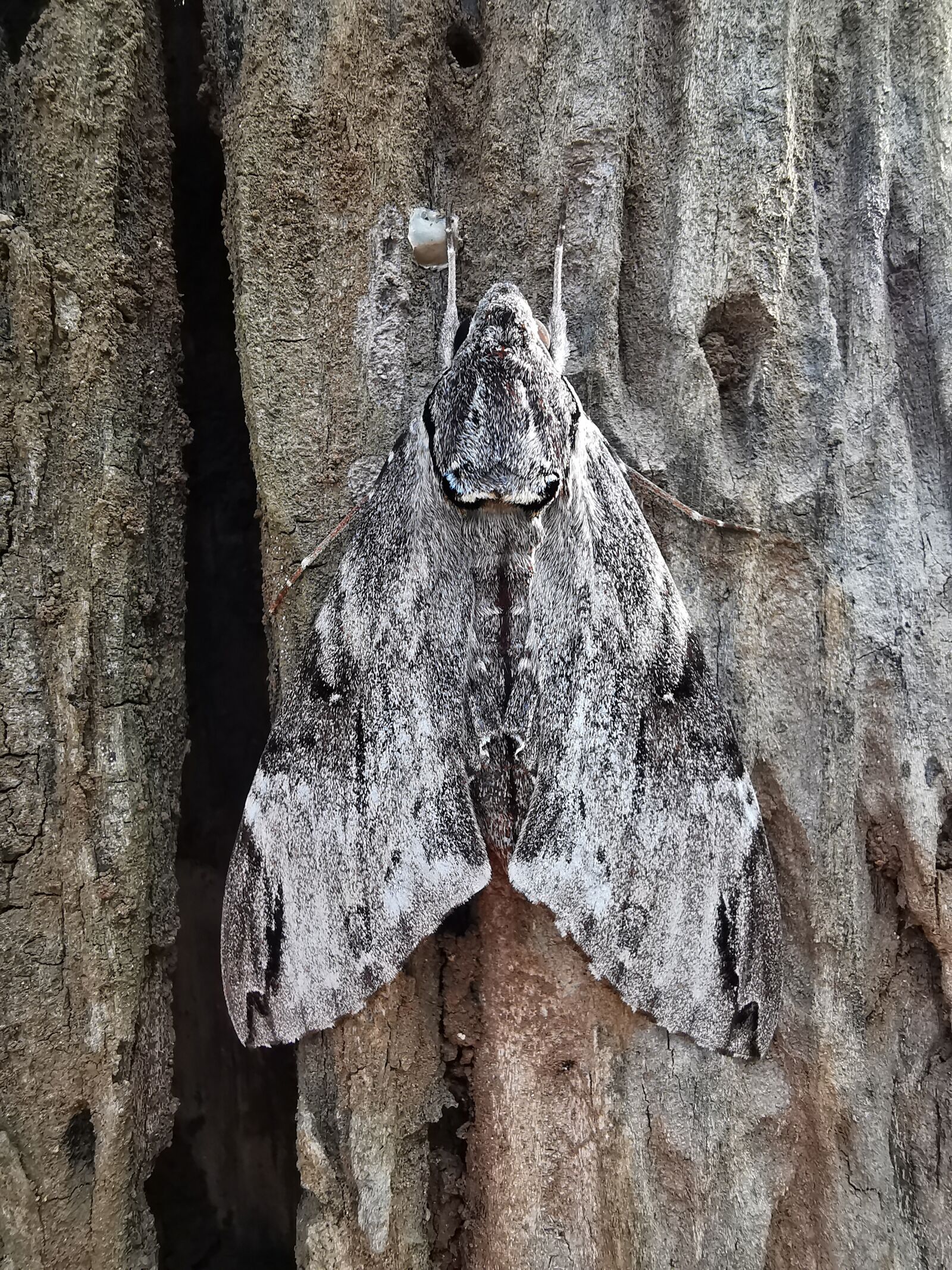 HUAWEI P30 Pro sample photo. Camouflage, moth, wood photography