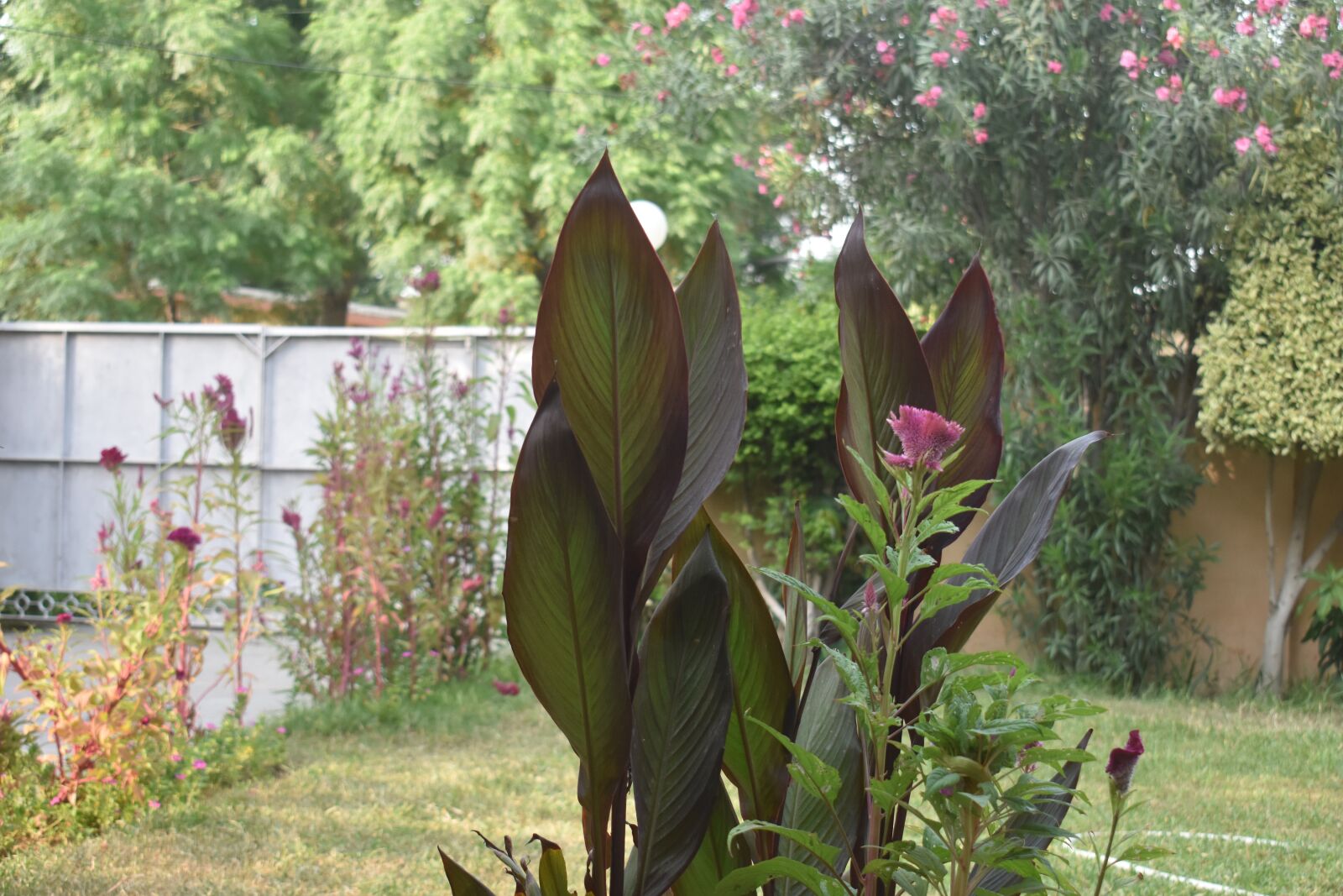 Nikon D3400 sample photo. Beauty, greenery, nature photography