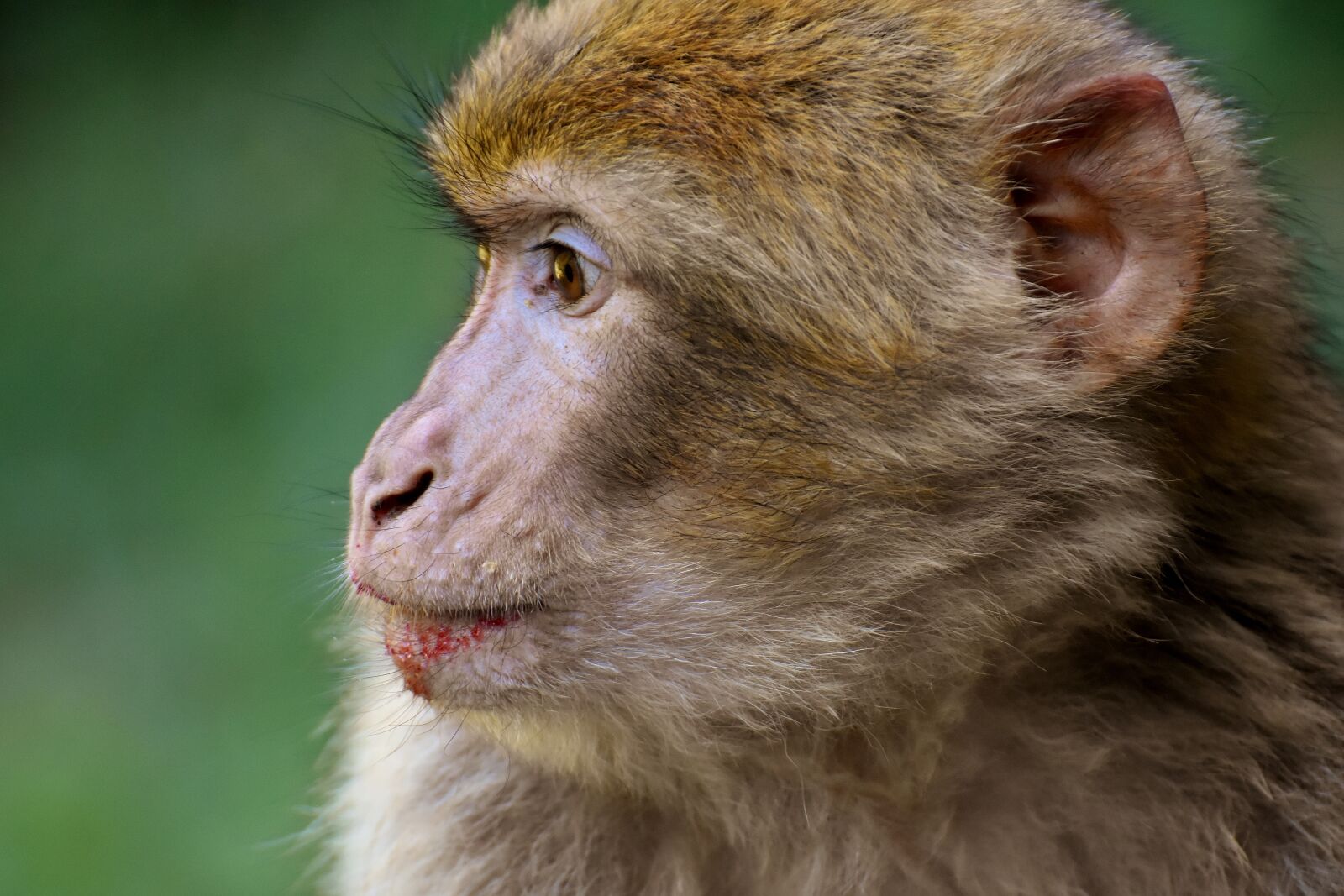 Nikon D7200 sample photo. Barbary ape, endangered species photography