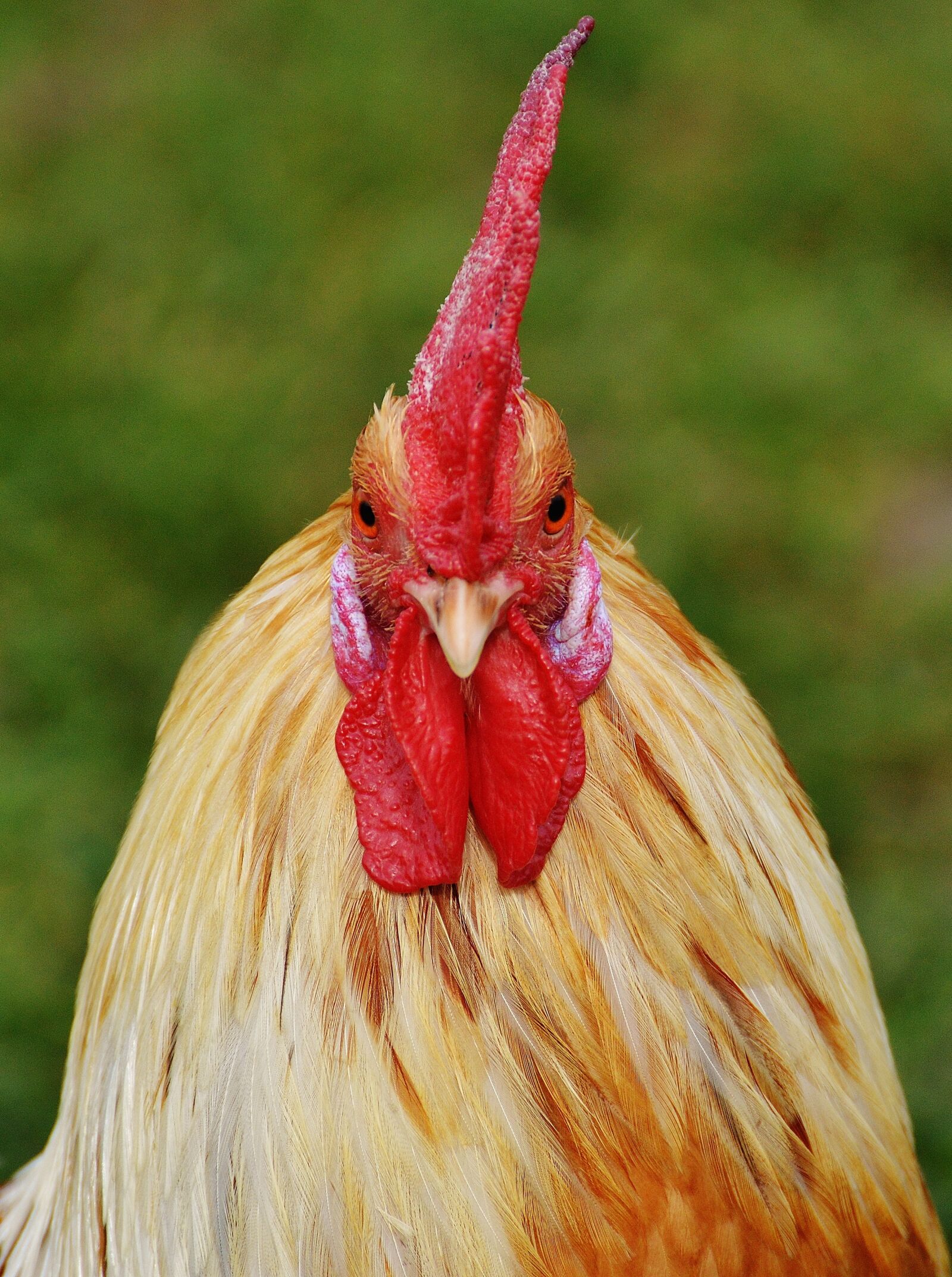 Nikon D3200 sample photo. Hahn, wildpark poing, pride photography