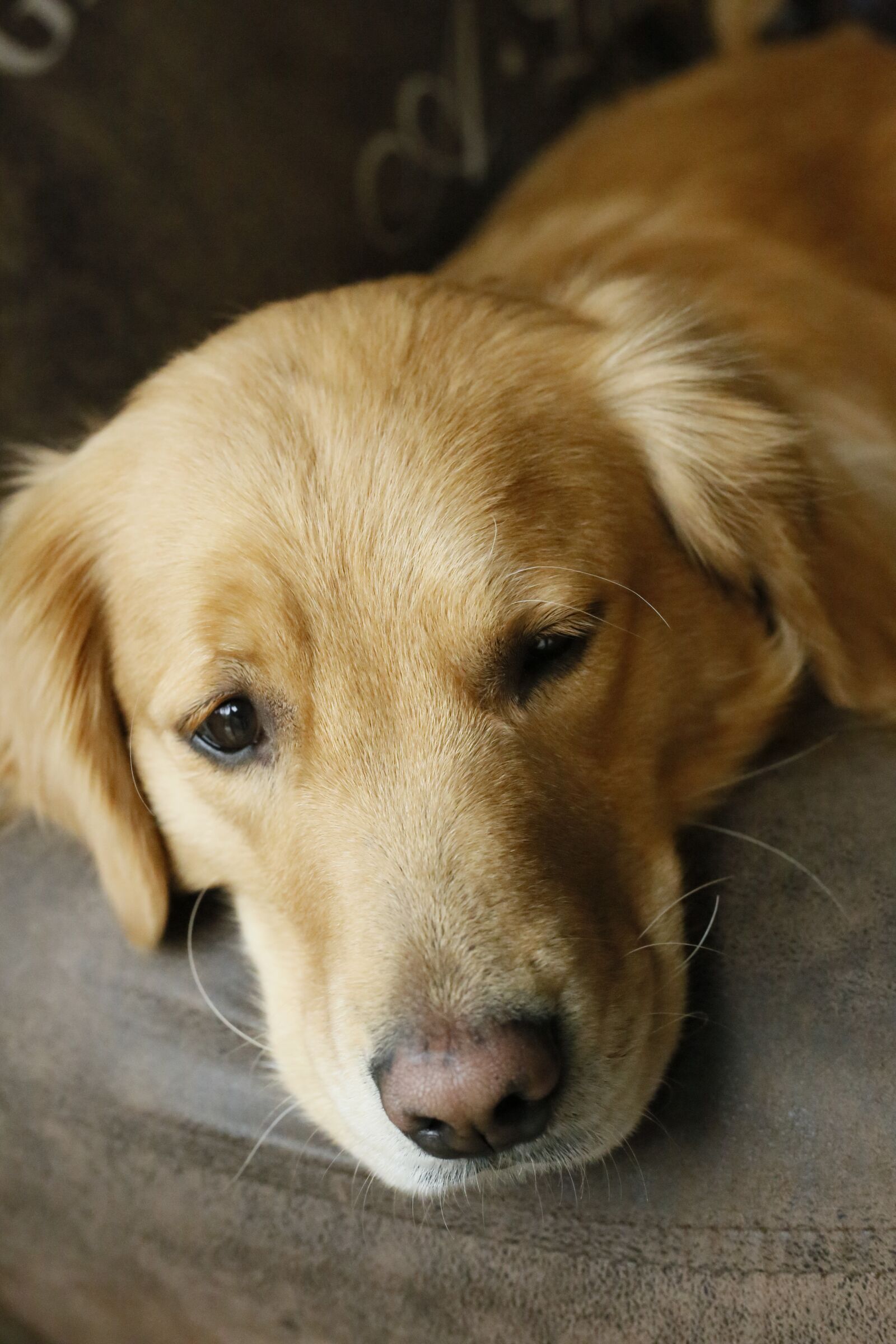 Canon EOS 6D + Canon EF 50mm F1.8 STM sample photo. Dog, pets, mammal photography
