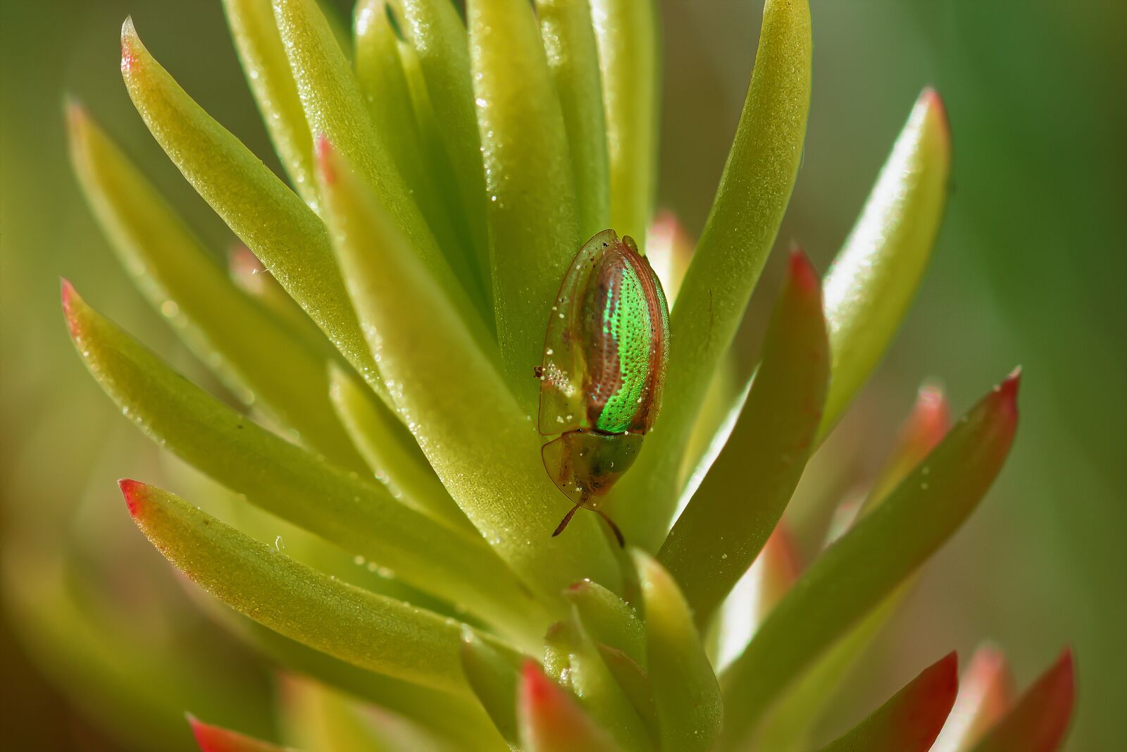 Nikon D7200 sample photo. Leaf beetle, insect, herbivores photography