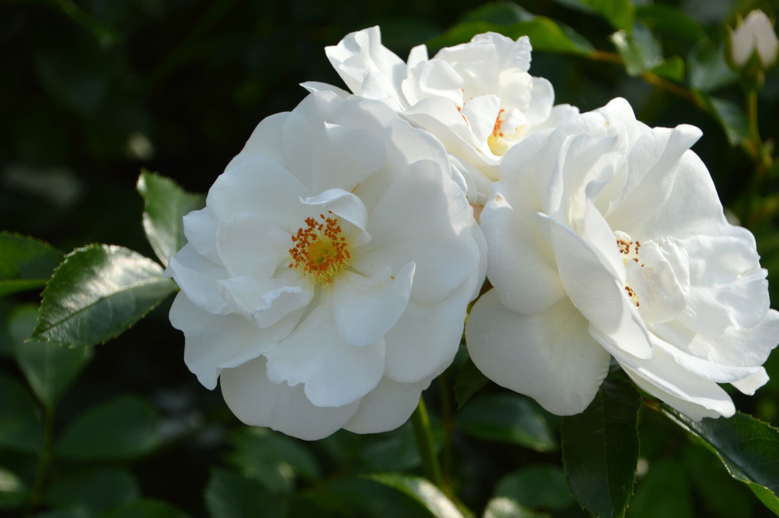 Nikon D3200 sample photo. Rosebush, flower, petal photography