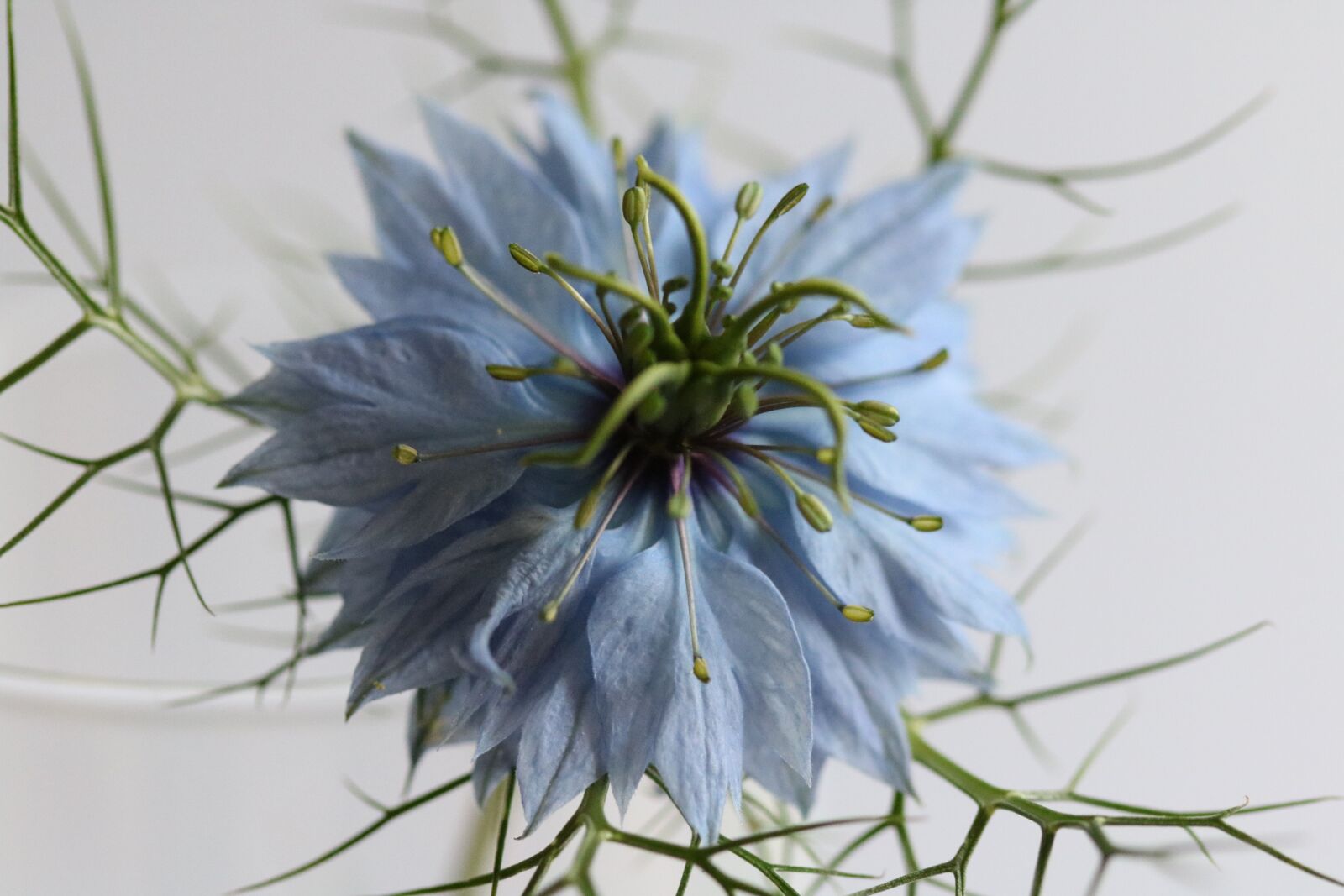 Canon EF 100mm F2.8 Macro USM sample photo. Blue, petals, flower photography