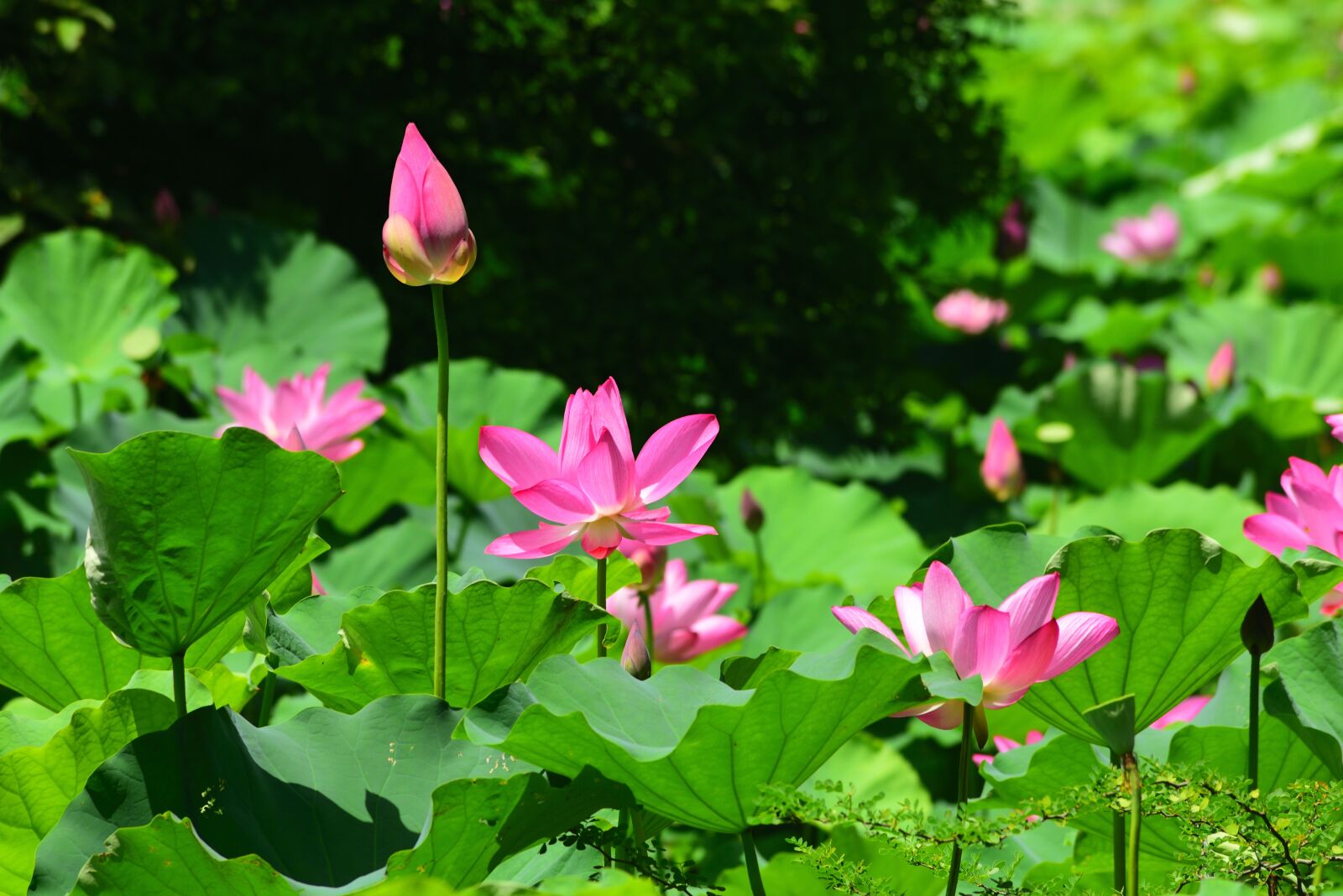 Nikon D750 sample photo. Plant, lotus, flower photography