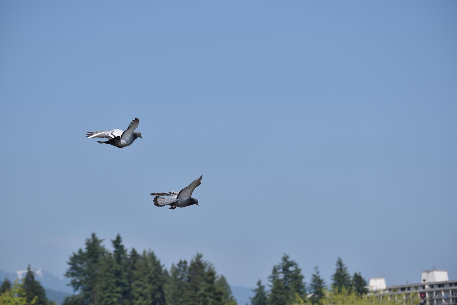 Nikon D5600 sample photo. Glide, fly, bird photography