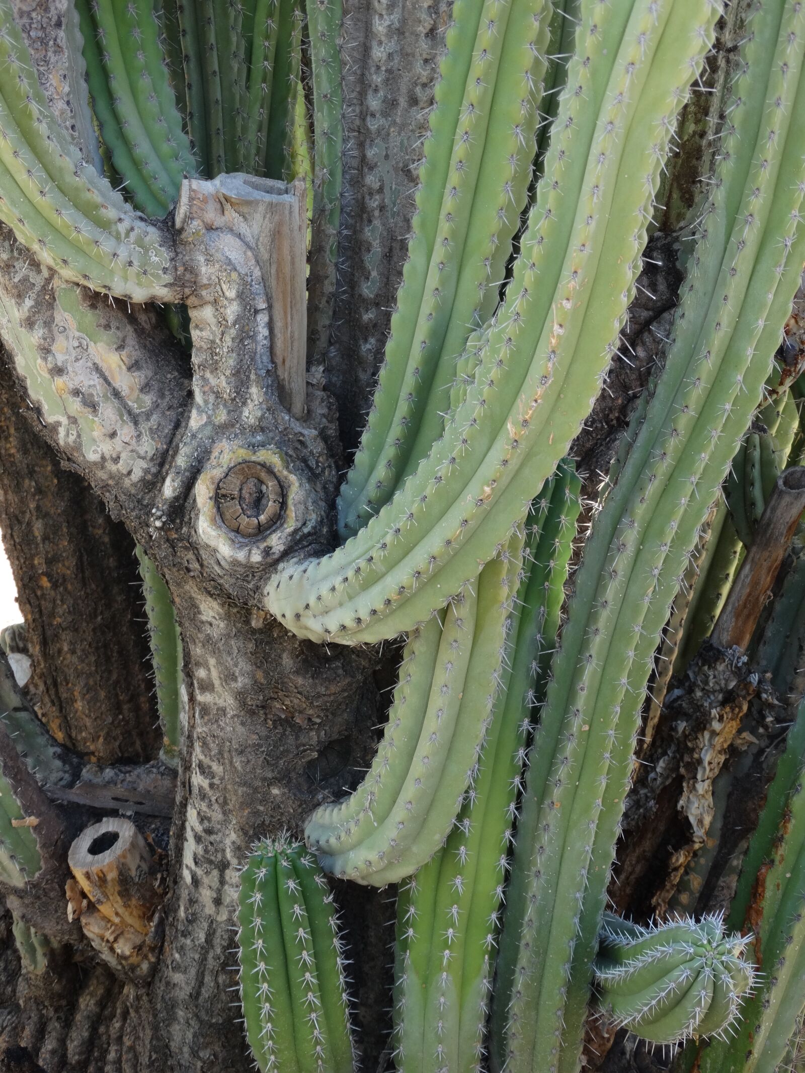Sony Cyber-shot DSC-HX300 sample photo. Cactus, prickly, desert photography