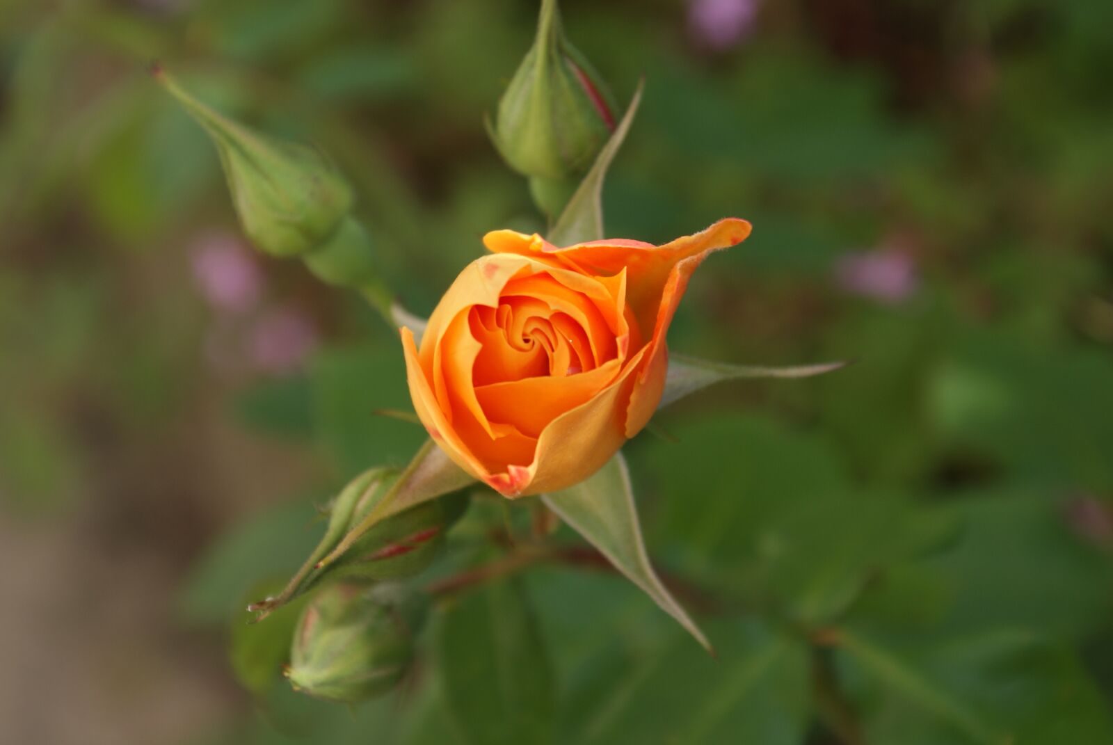 Sony Alpha DSLR-A200 sample photo. Flower, pink, button photography
