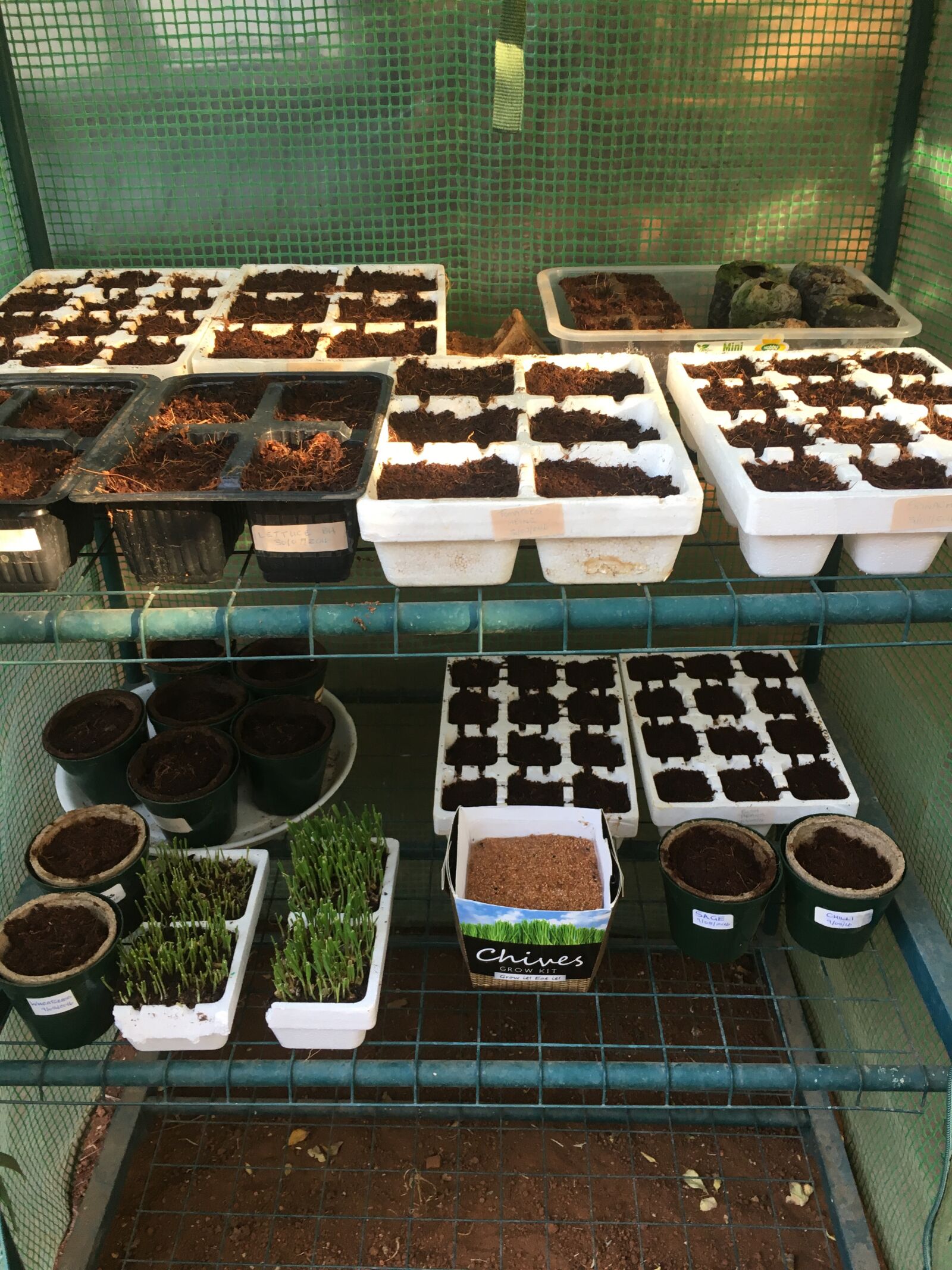 Apple iPhone 6s sample photo. Greenhouse, planters, seedlings photography