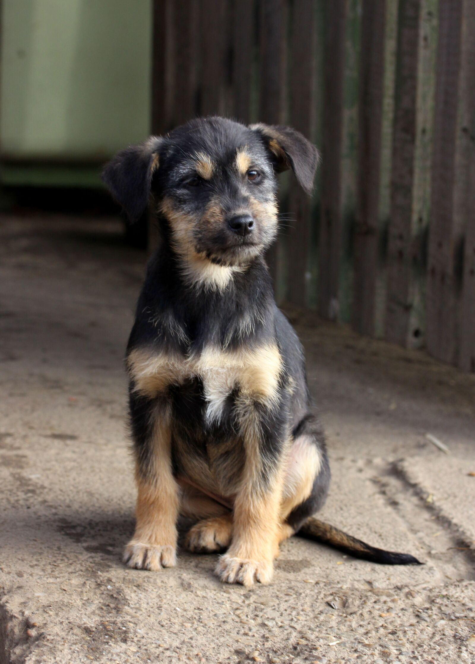 Canon EF-S 60mm F2.8 Macro USM sample photo. Puppy, black, funny photography