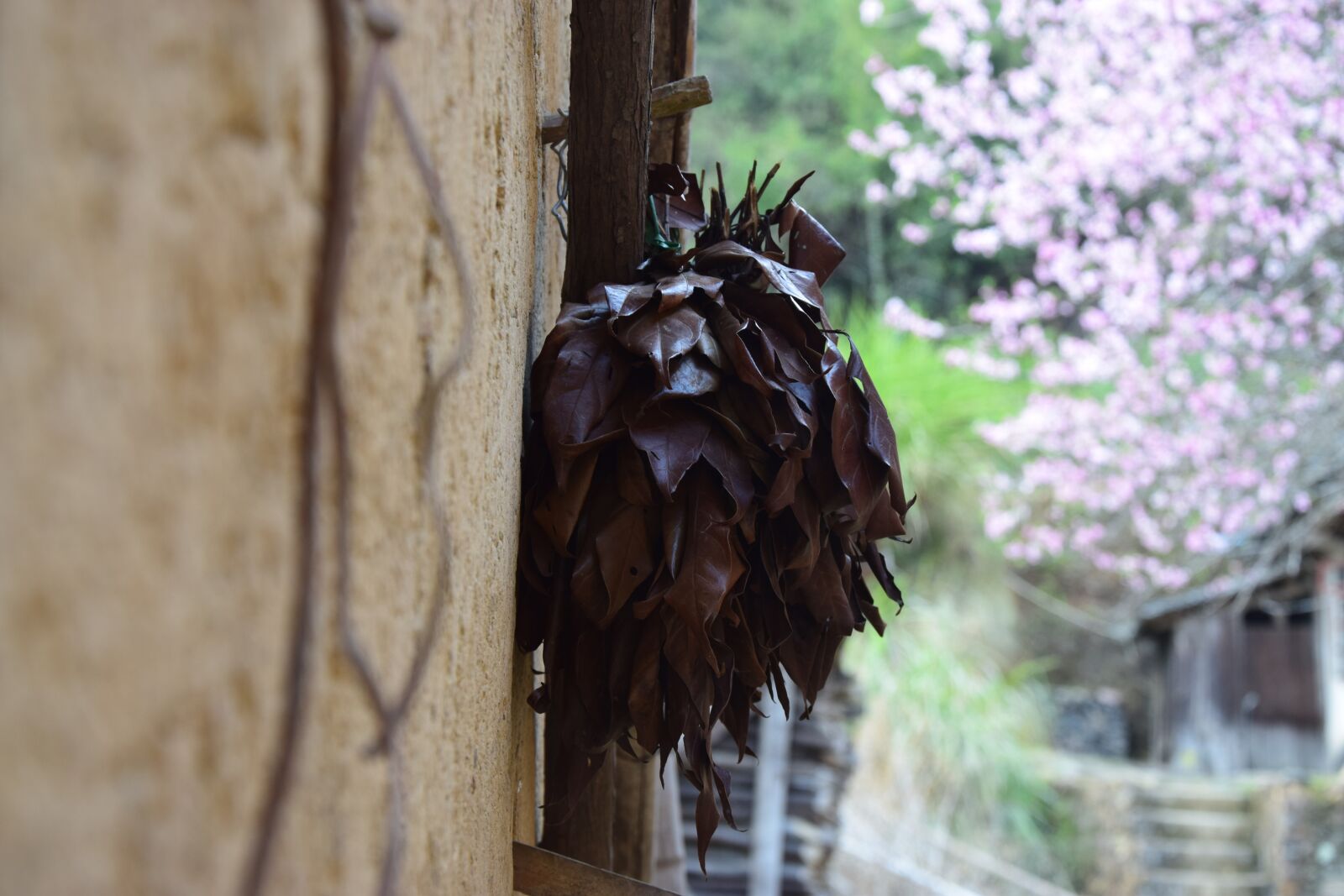 Nikon D5300 sample photo. Peach blossom, old house photography