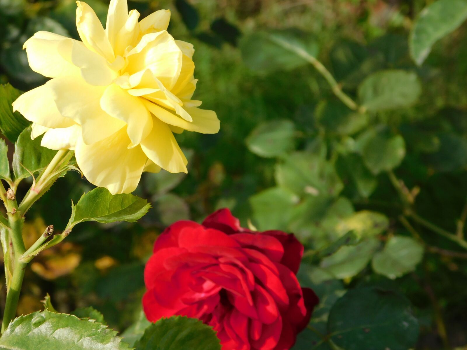 Nikon Coolpix B500 sample photo. Rosa, yellow, red photography