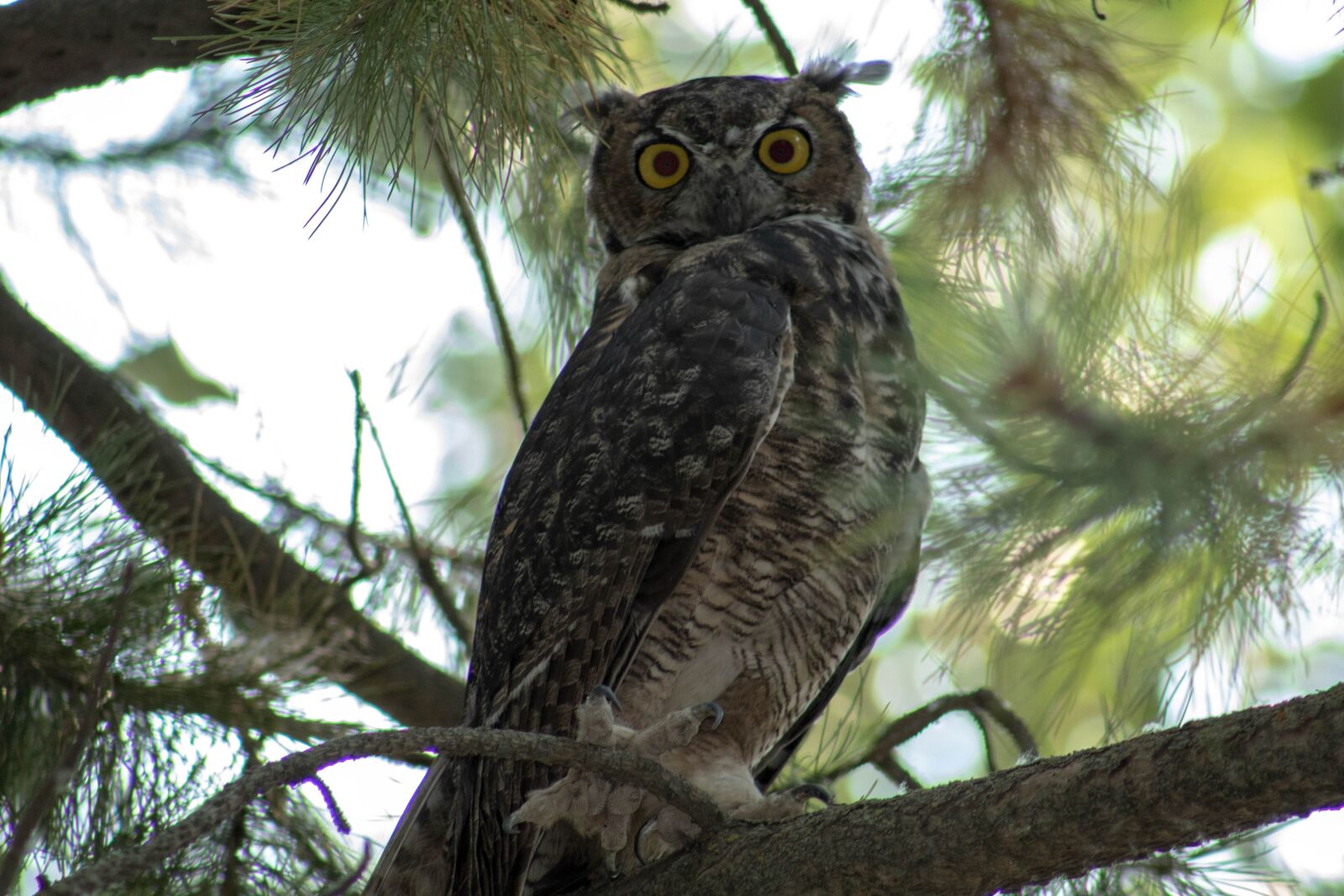Canon EOS 1300D (EOS Rebel T6 / EOS Kiss X80) sample photo. Owl, nature, tree photography