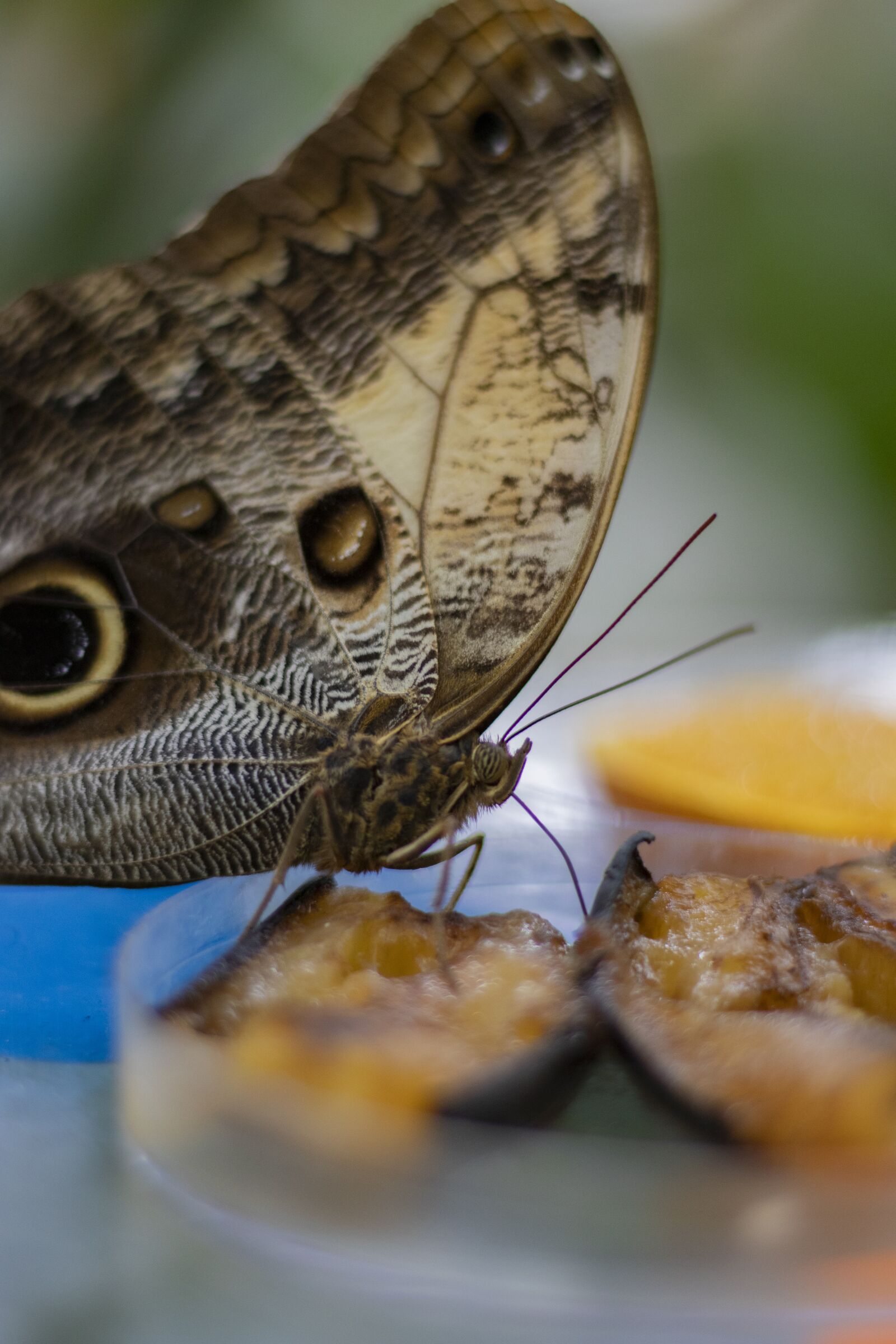 Canon EOS 200D (EOS Rebel SL2 / EOS Kiss X9) + Canon EF 50mm F1.8 STM sample photo. Butterfly, fruit, closeup photography