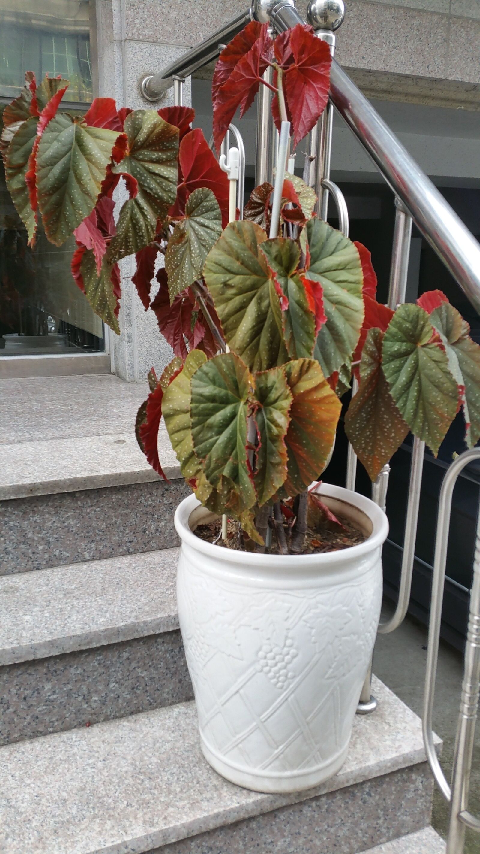 Samsung Galaxy S5 sample photo. Some people don't, leaf photography