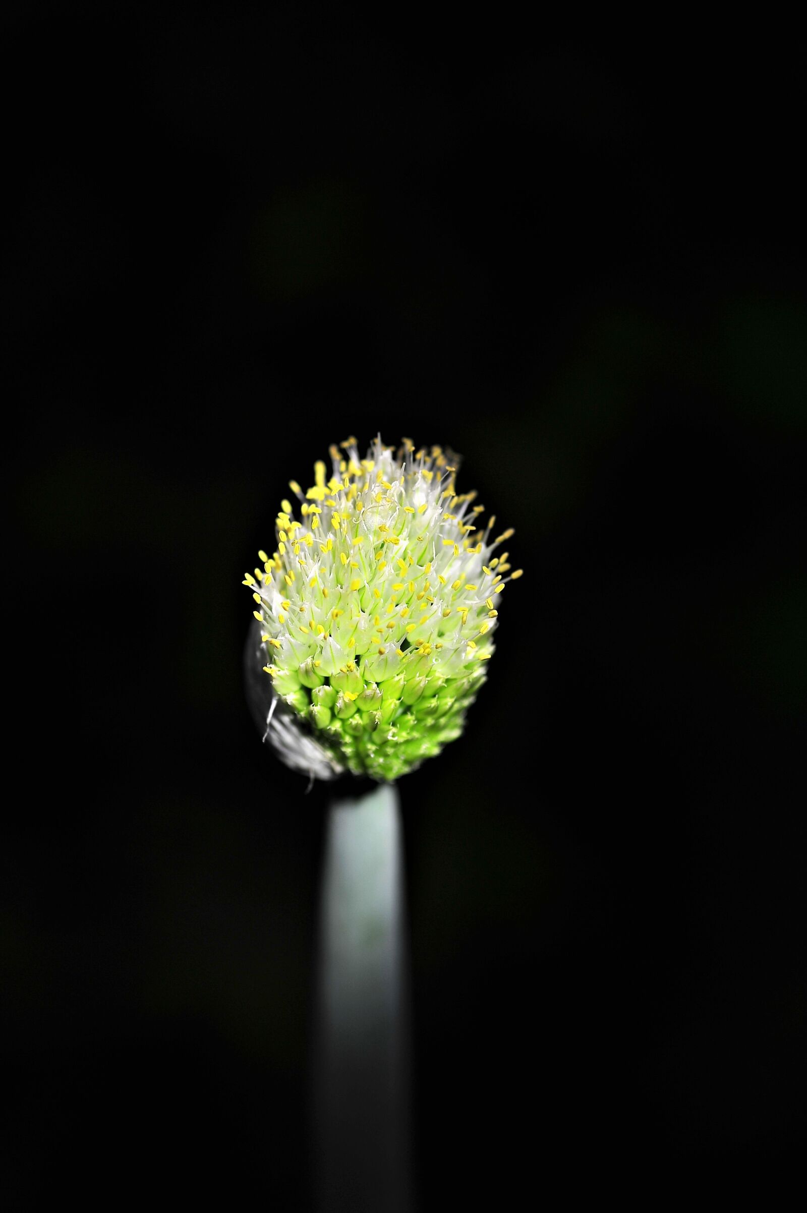 Nikon D3S sample photo. Wave, blue flowers, seed photography