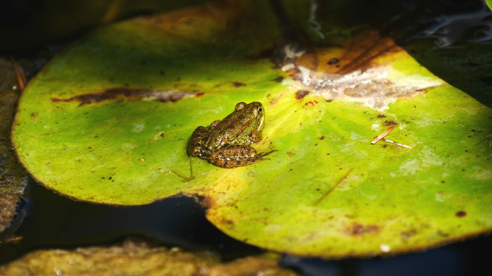 Panasonic Lumix DMC-GX7 sample photo. Nature, amphibians, frog photography